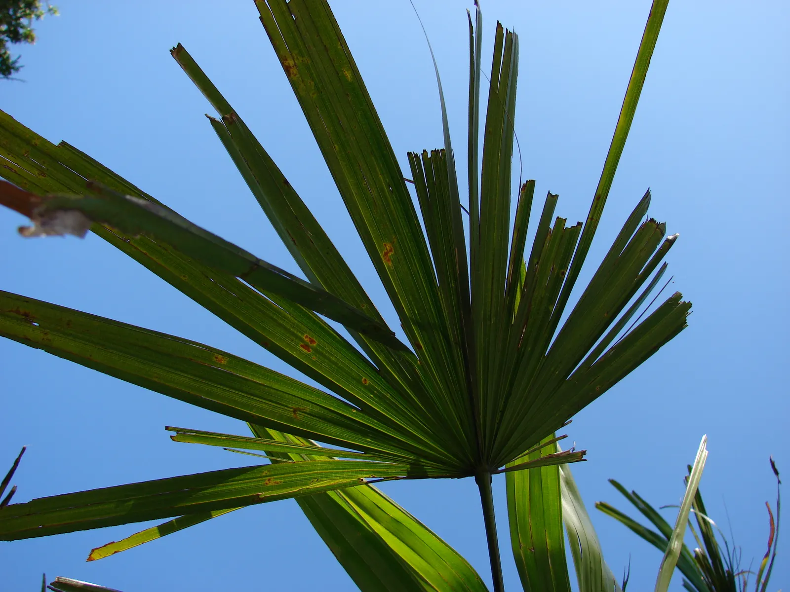 Mexican Bamboo Palm (Chamaedorea Microspadix) — Perfect for accenting shaded garden spots