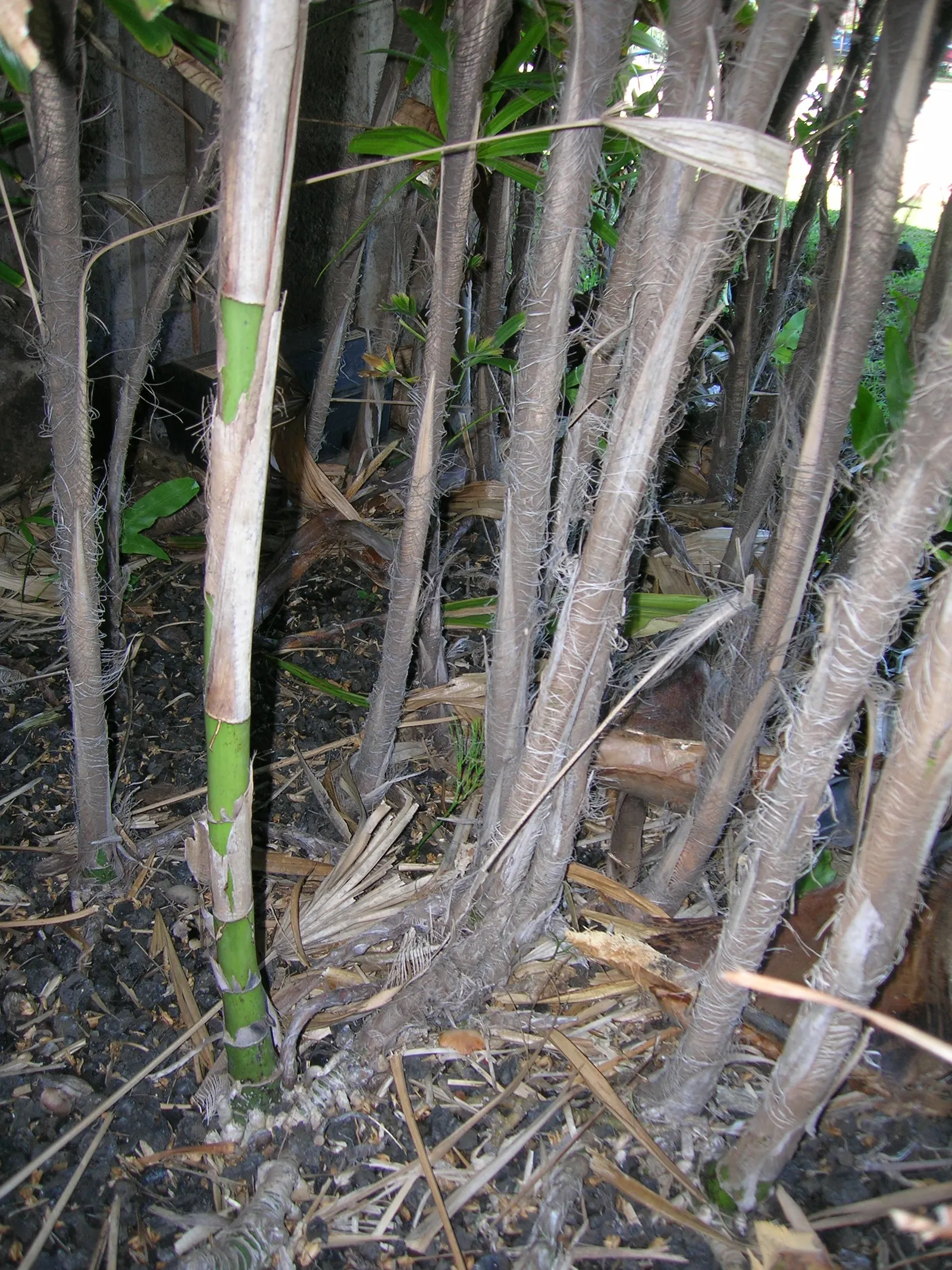 Mexican Bamboo Palm (Chamaedorea Microspadix) — dense texture and requires moderate watering; perfect for accenting shaded garden spots, image 22