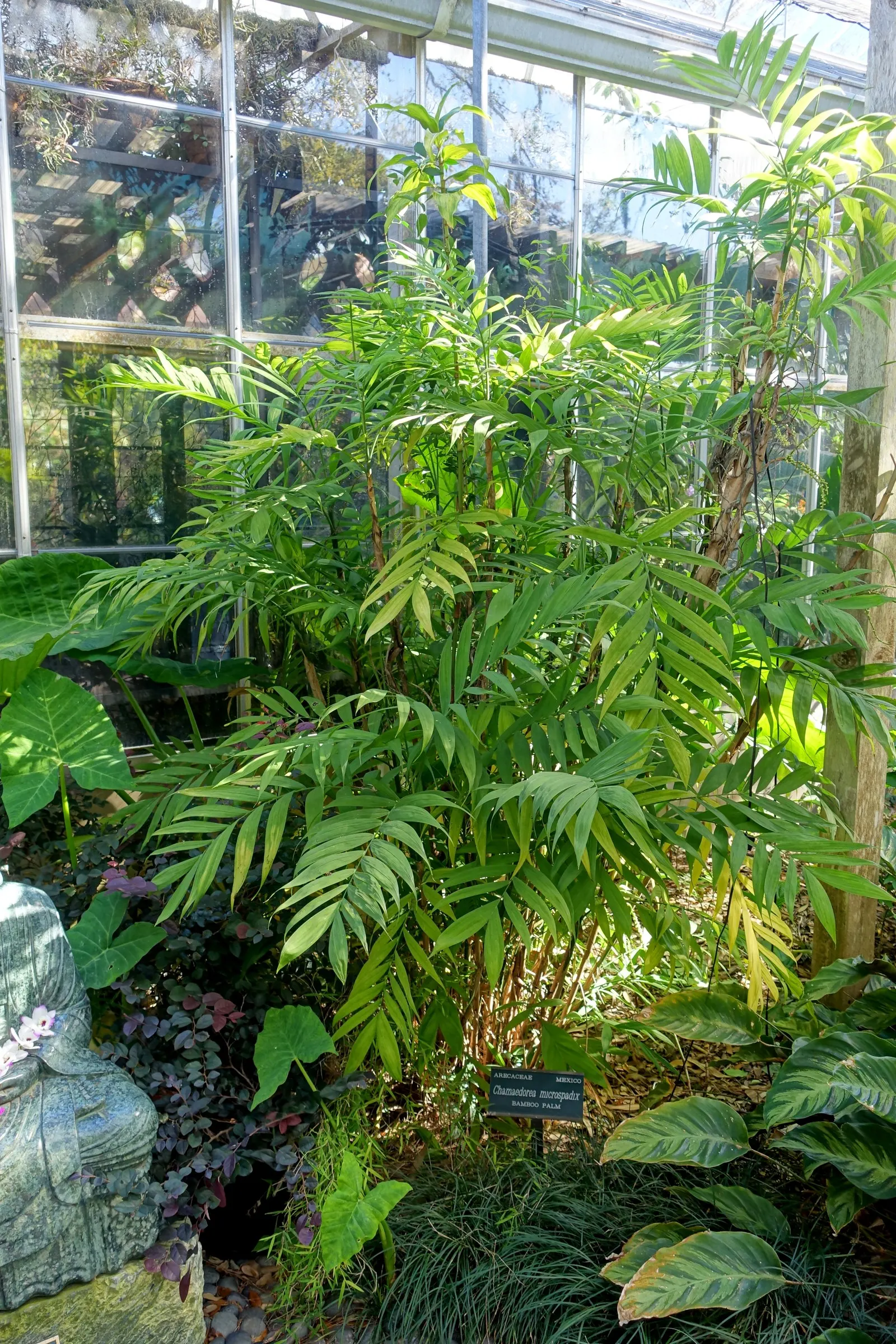Mexican Bamboo Palm (Chamaedorea Microspadix) — is a resilient and graceful palm; hardy to about 20°F, this palm is suitable for USDA Zone 9, image 49