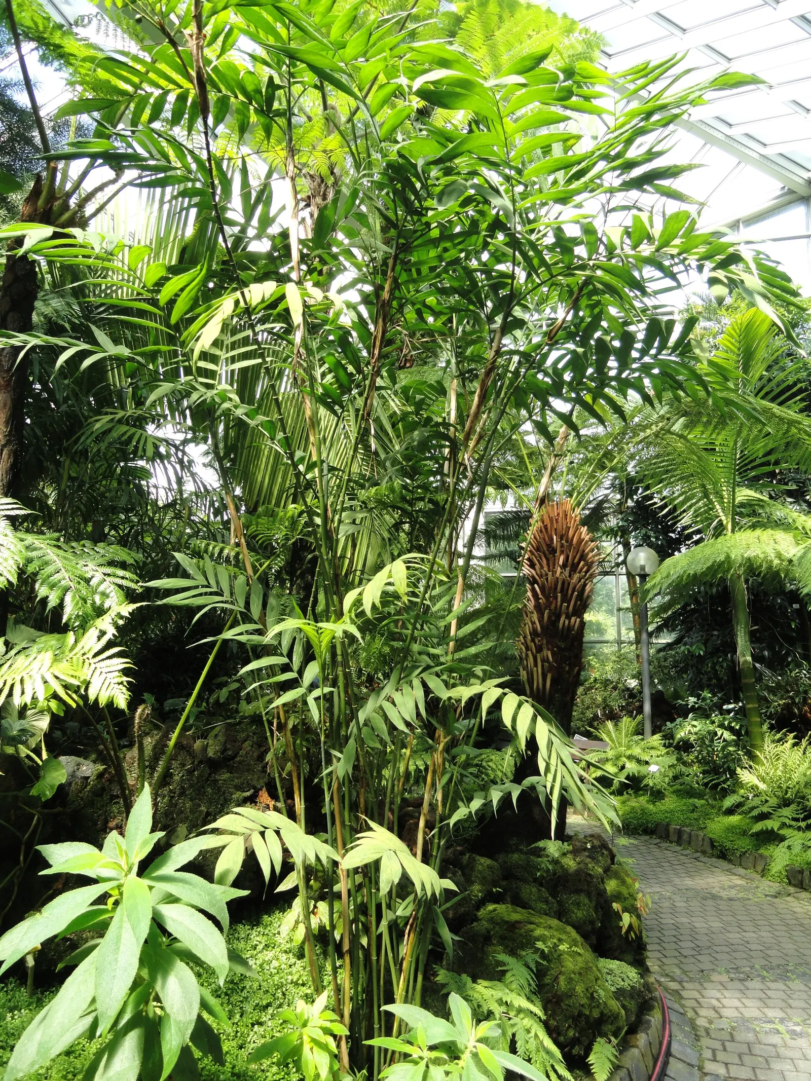 Mexican Bamboo Palm (Chamaedorea Microspadix) — Hardy to about 20°F, this palm is suitable for USDA Zone 9; is a resilient and graceful palm, image 44