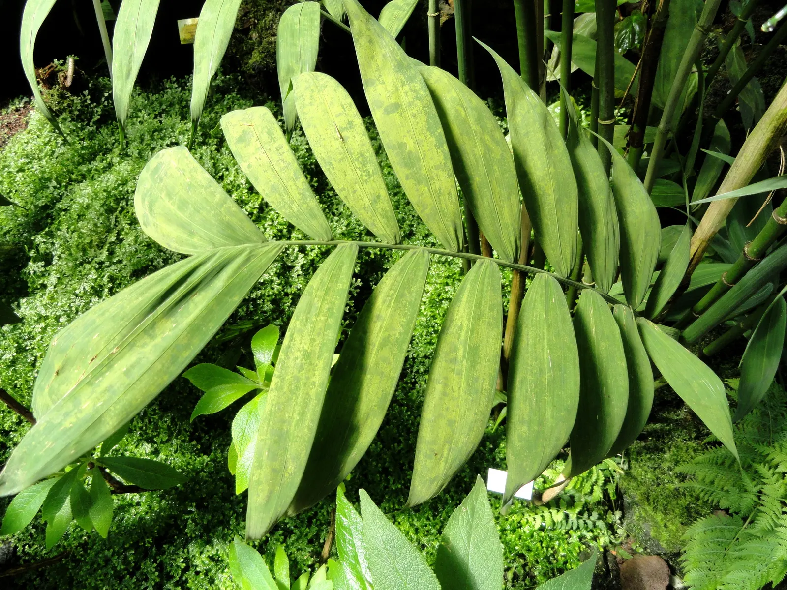 Mexican Bamboo Palm (Chamaedorea Microspadix) — It matures to a modest height of around 5-7 feet, with clumping, bamboo-like stems and lush green, image 35