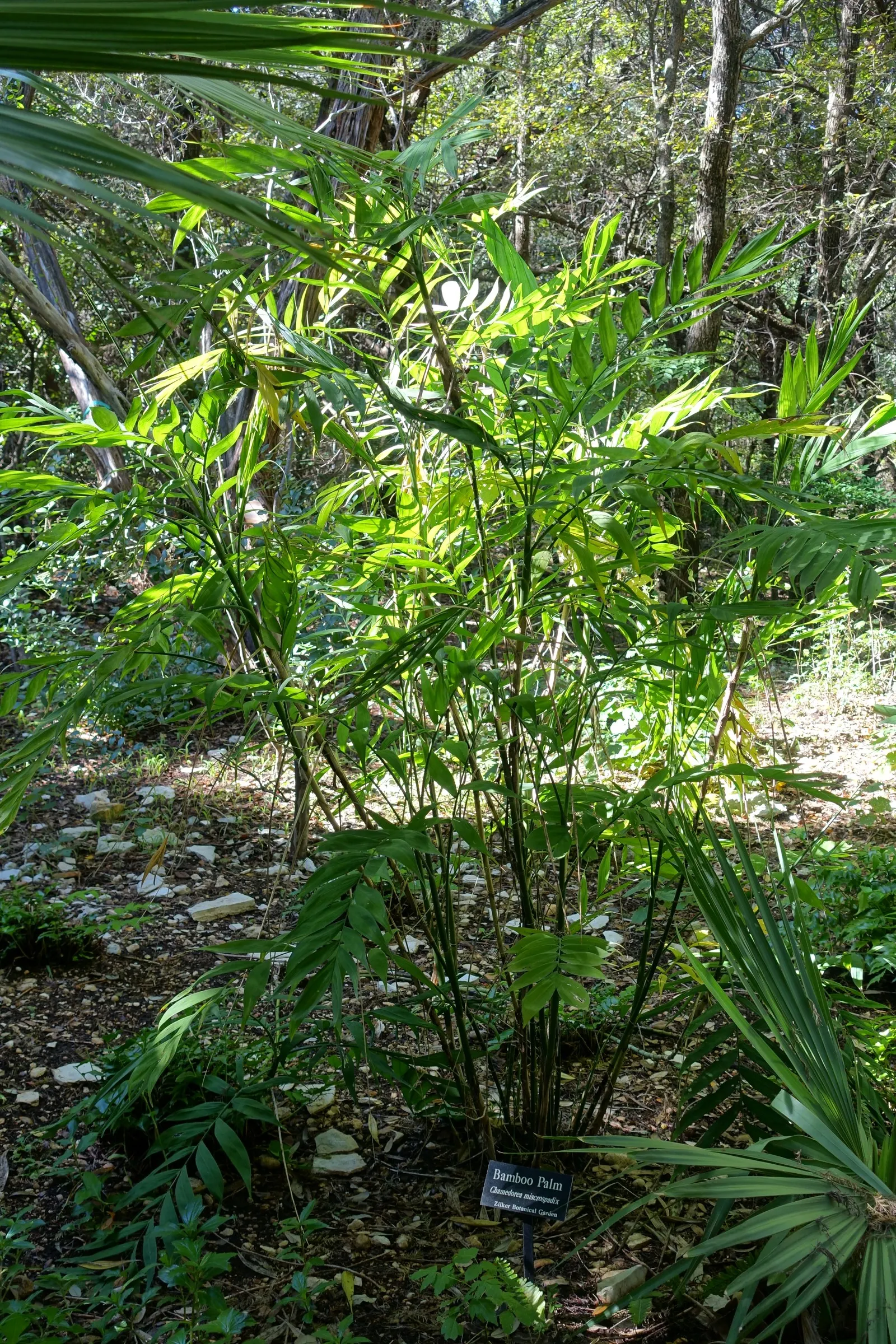 Mexican Bamboo Palm (Chamaedorea Microspadix) — dense texture and requires moderate watering; perfect for accenting shaded garden spots, image 54