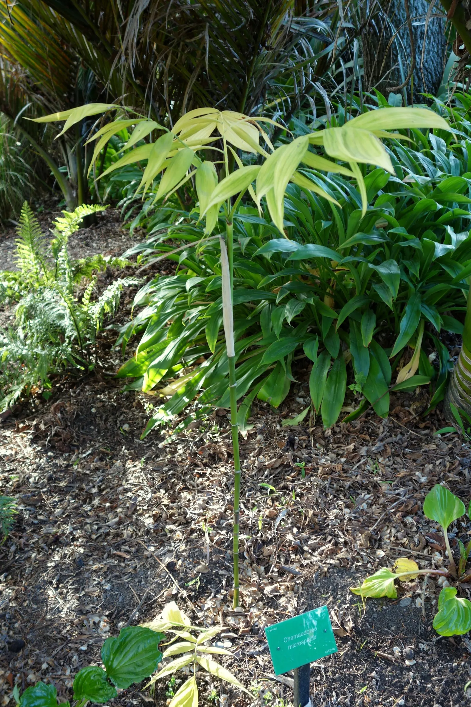 Mexican Bamboo Palm (Chamaedorea Microspadix) — is a resilient and graceful palm; hardy to about 20&deg;F, this palm is suitable for USDA Zone 9, image 41