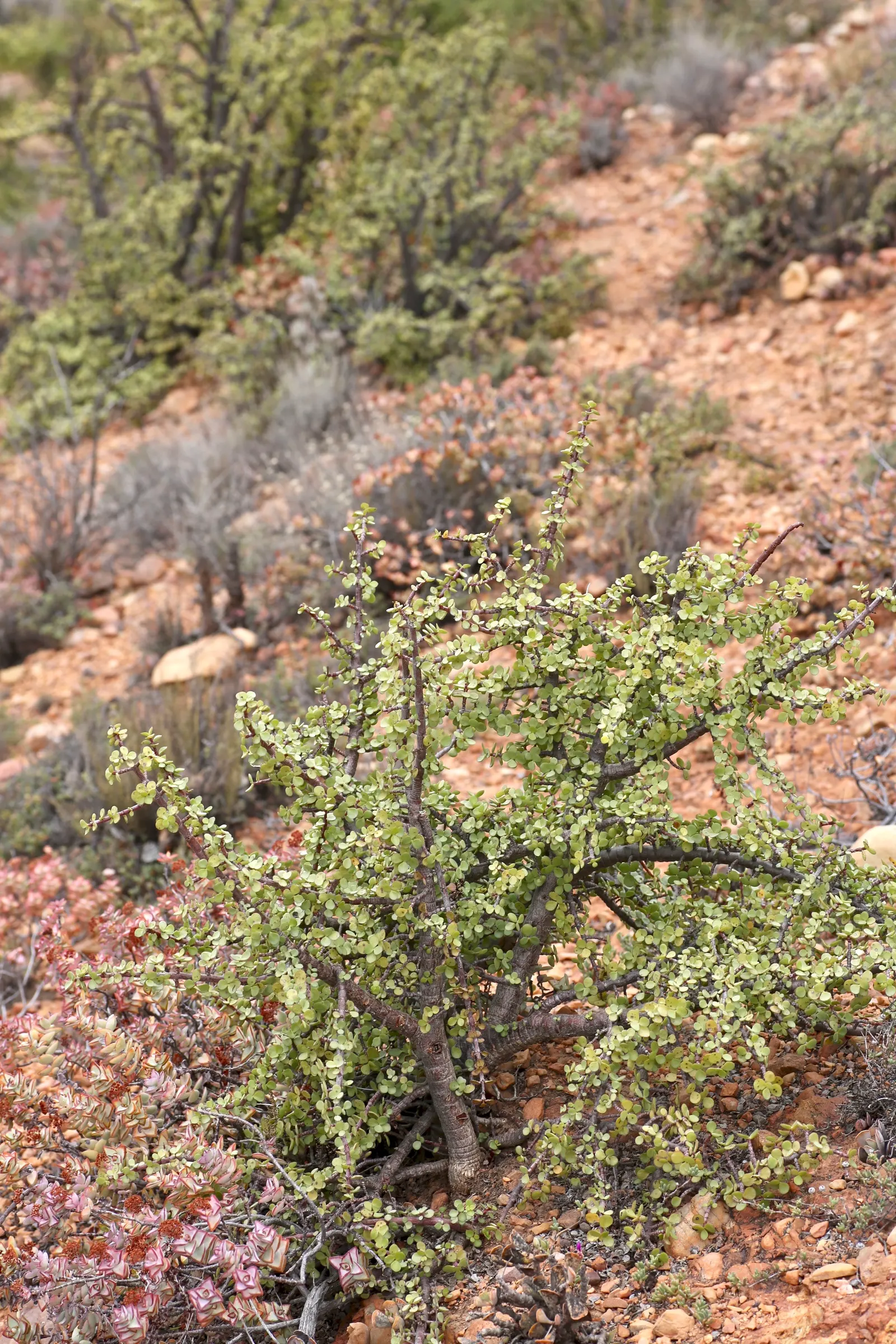 Elephant's Food (Portulacaria Afra) — commonly known as Elephant's Food