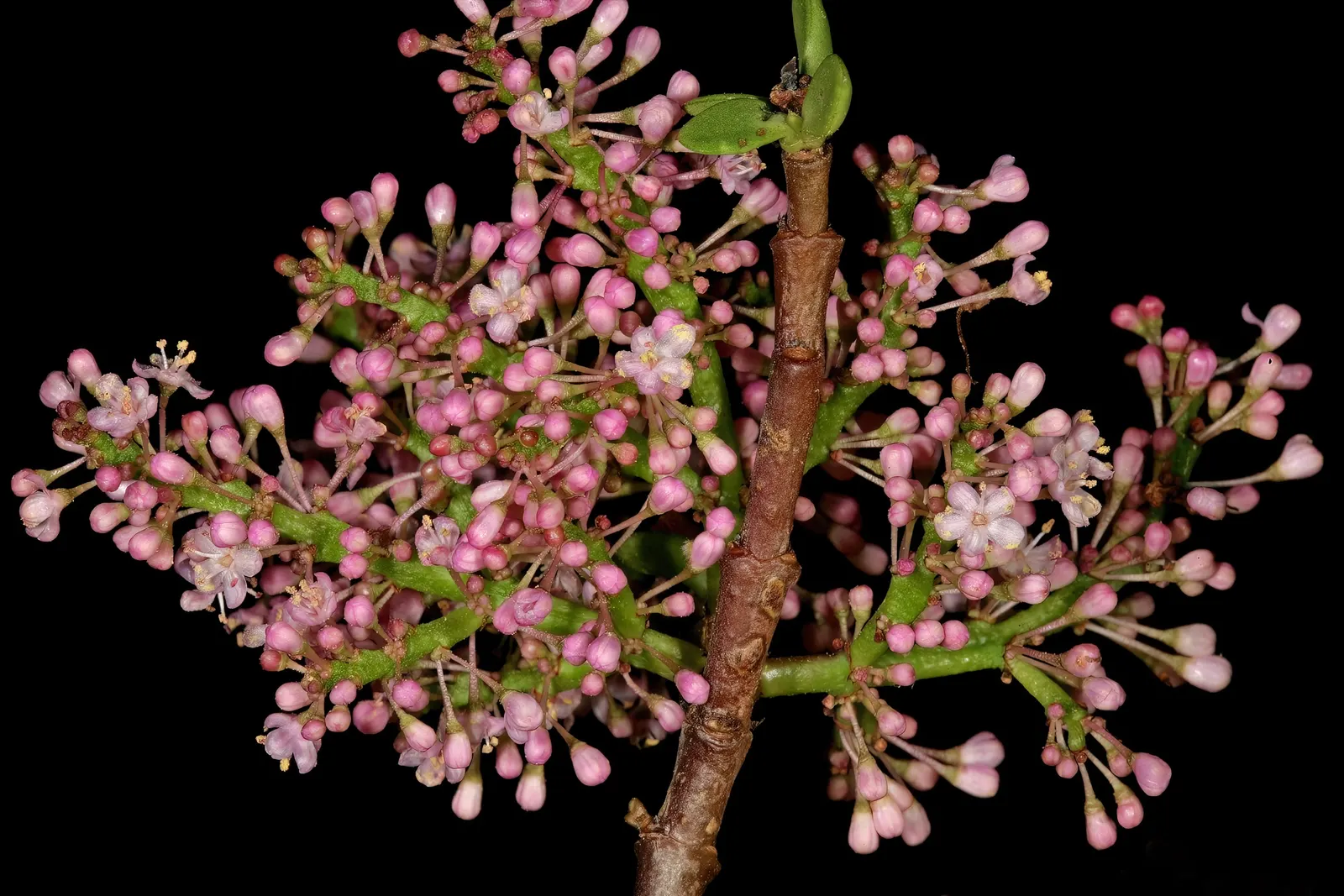 Elephant's Food (Portulacaria Afra) — It can reach up to 8-15 feet in height and spread 4-6 feet; additionally, it's an excellent carbon sequester, making it