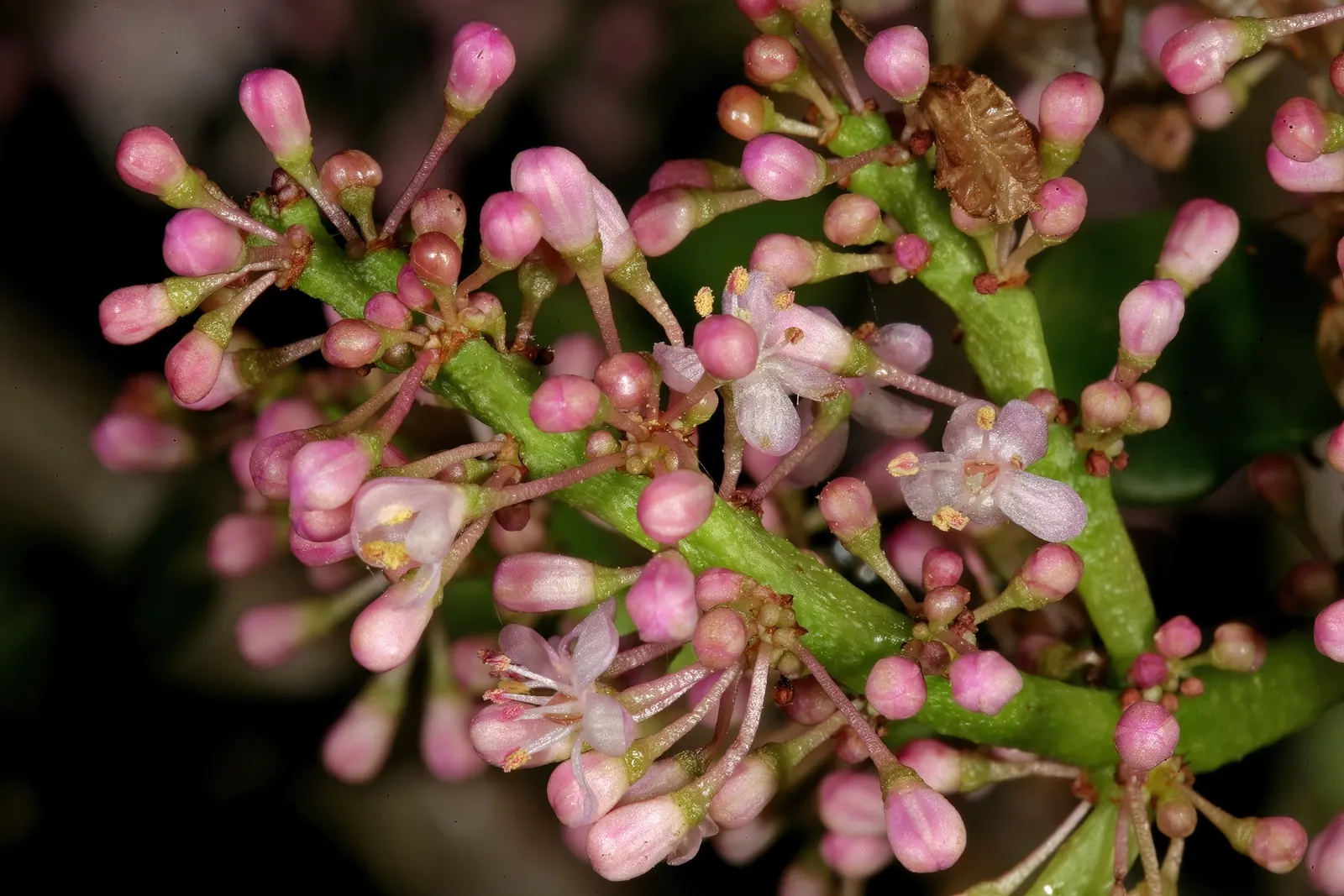 Elephant's Food (Portulacaria Afra) — lavender flowers in the garden; though it often stays smaller when cultivated in containers, image 98
