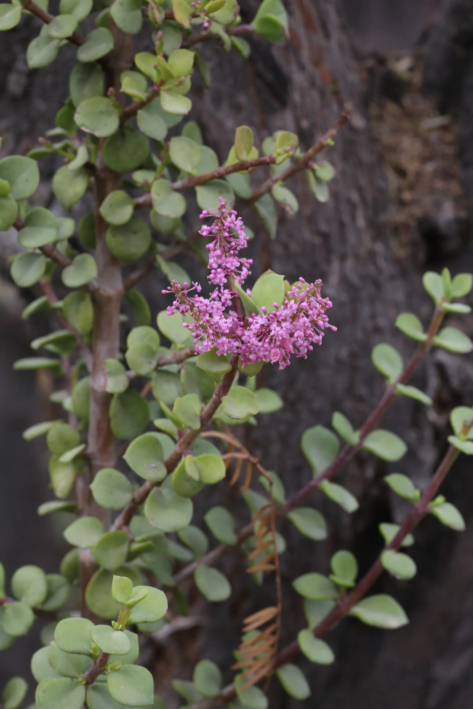 Elephant's Food (Portulacaria Afra) — Prune for shape and control; it serves well in rock gardens or as a low-maintenance container plant; is a, image 55