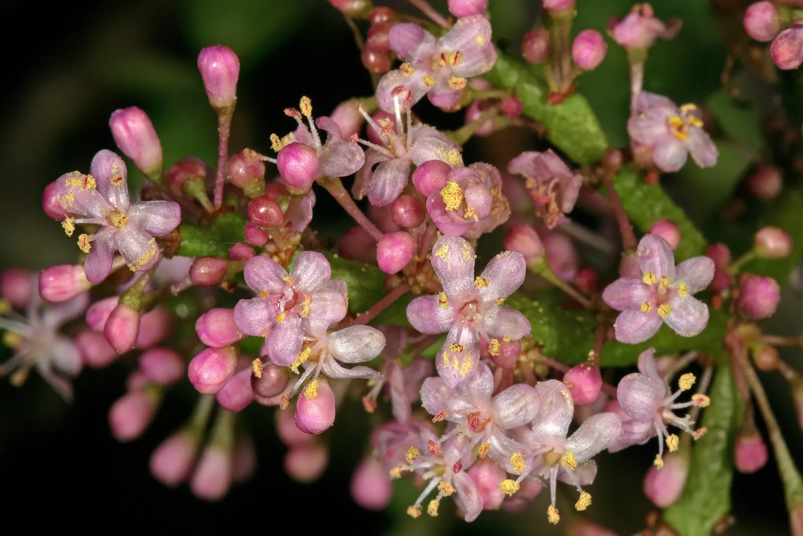 Elephant's Food (Portulacaria Afra) — Overwatering can lead to root rot; jade green leaves on reddish-brown stems, image 90
