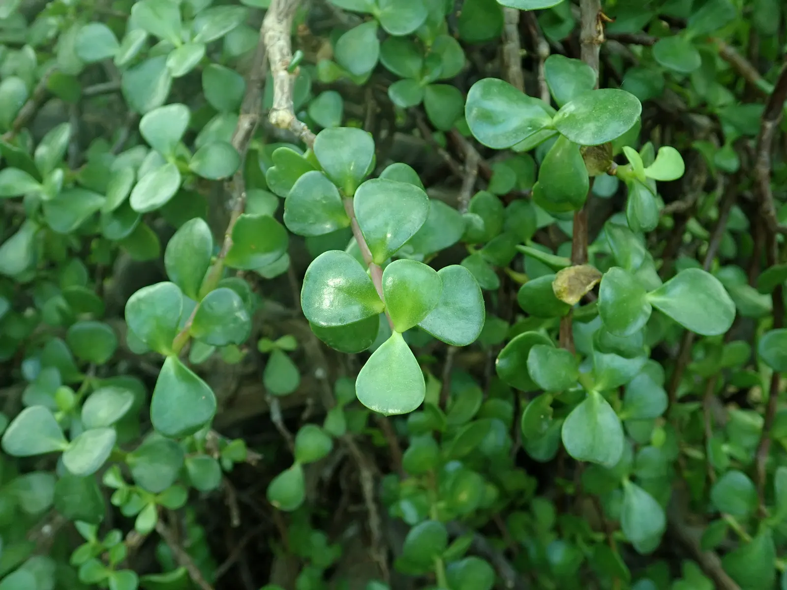 Elephant's Food (Portulacaria Afra) — so it's critical to allow the soil to dry out between watering sessions.<br><br>In the landscape; fleshy, image 66