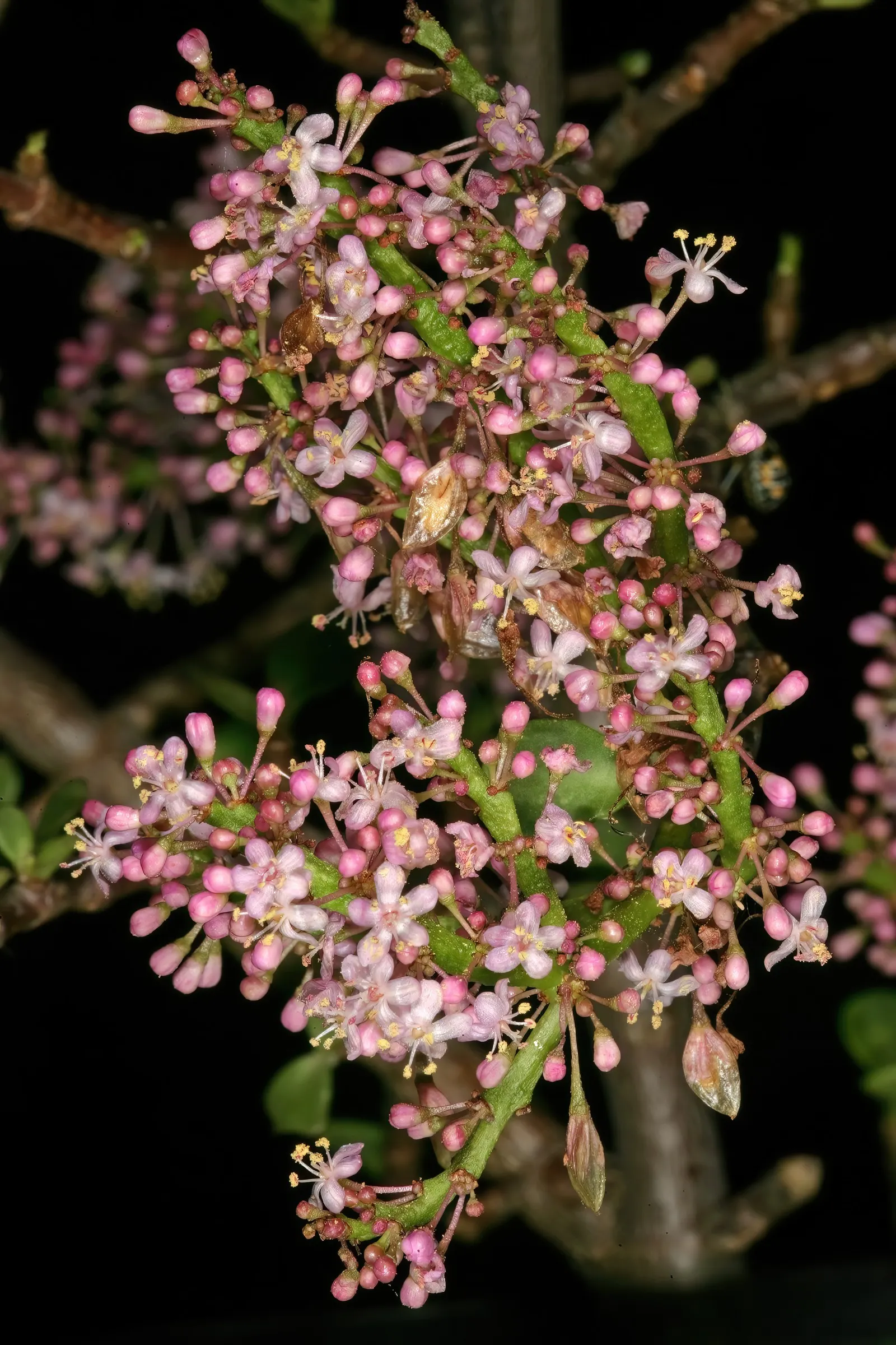 Elephant's Food (Portulacaria Afra) — lavender flowers in the garden