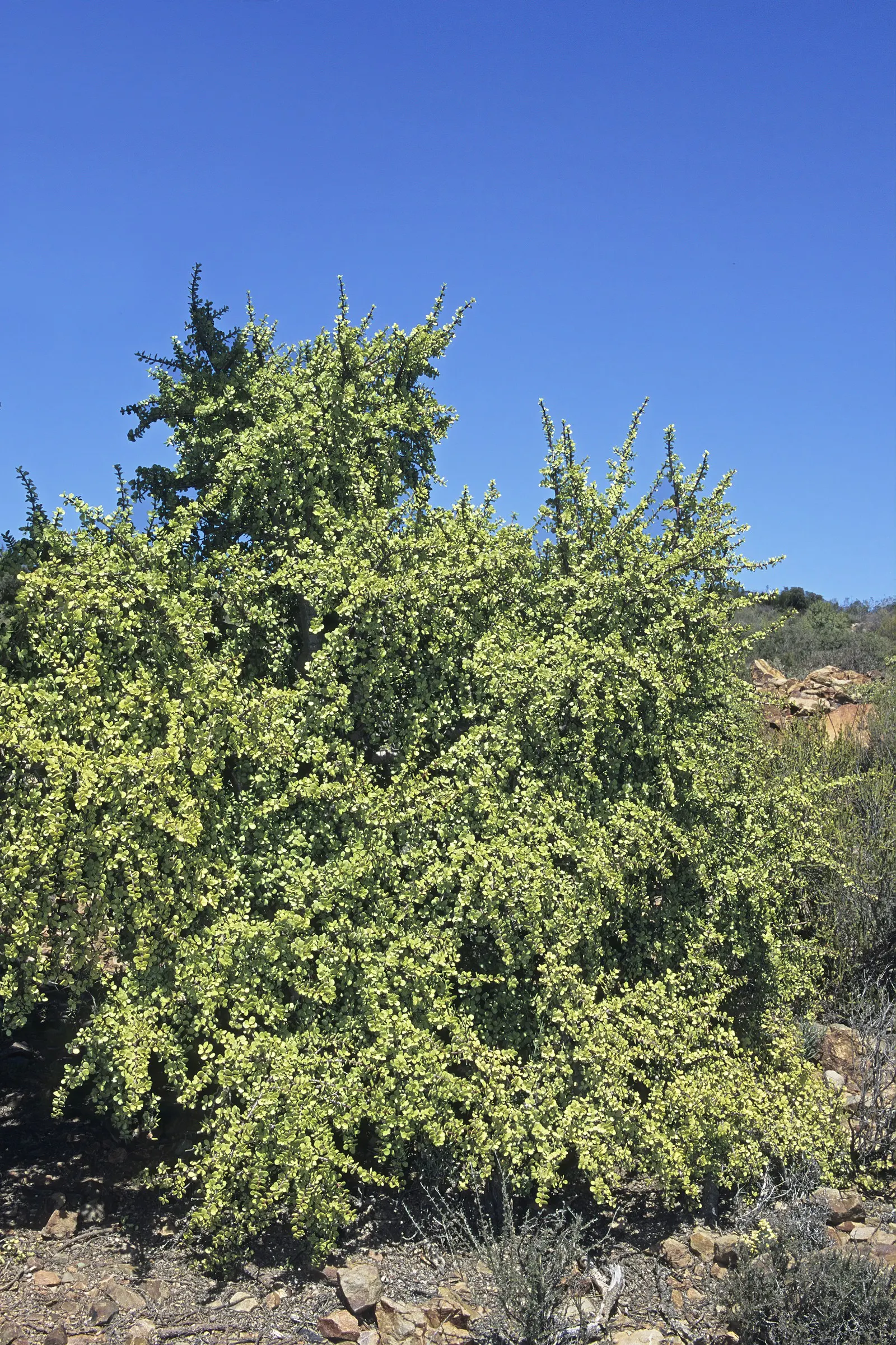 Elephant's Food (Portulacaria Afra) — succulent with lavender blooms