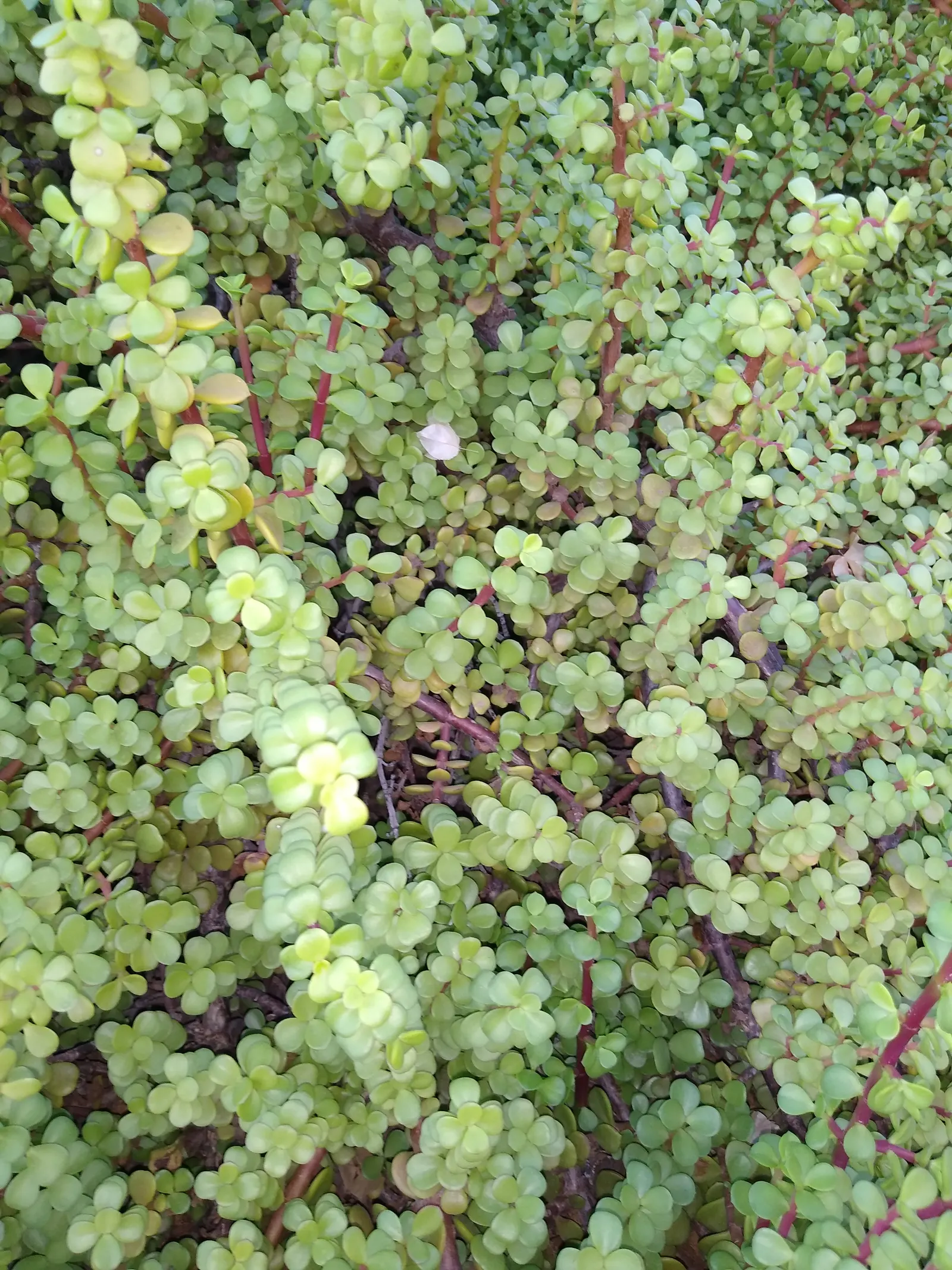 Elephant's Food (Portulacaria Afra) — Portulacaria afra can serve as an attractive groundcover or an eye-catching specimen in rock gardens; so it's, image 92