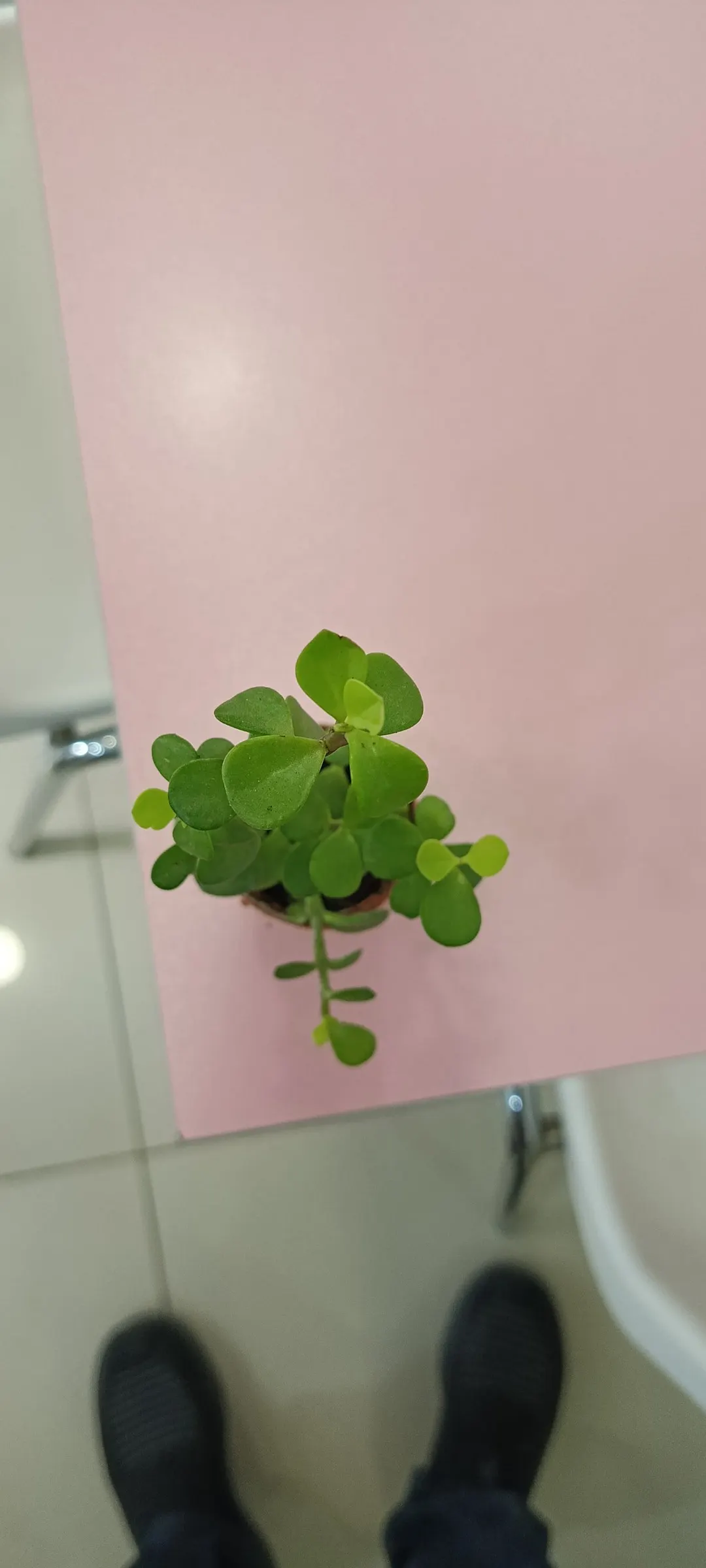 Elephant's Food (Portulacaria Afra) — Overwatering can lead to root rot; jade green leaves on reddish-brown stems, image 65