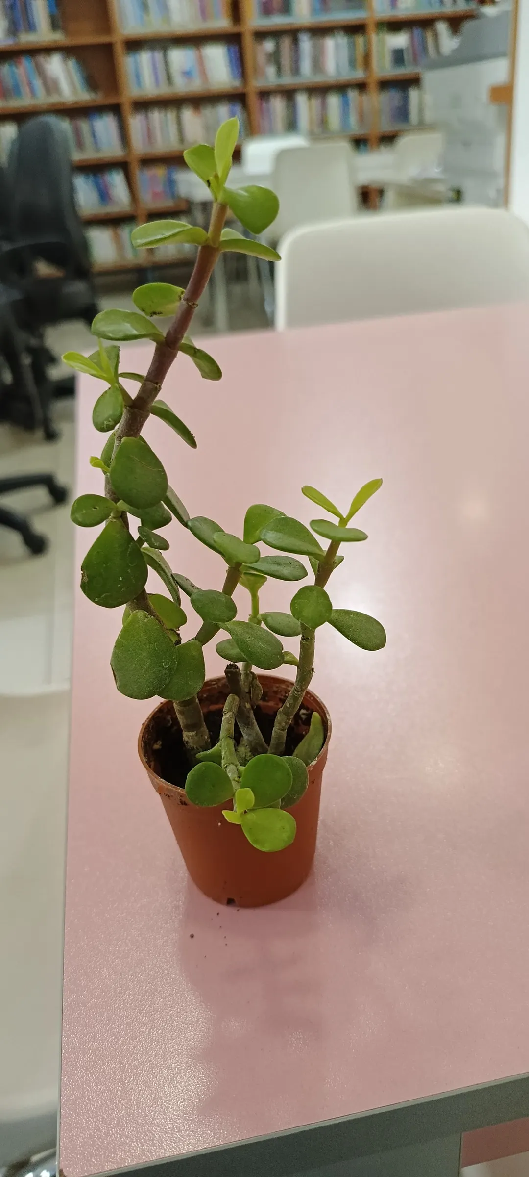 Elephant's Food (Portulacaria Afra) — succulent for full or half or shade; green touch to any garden space, image 75