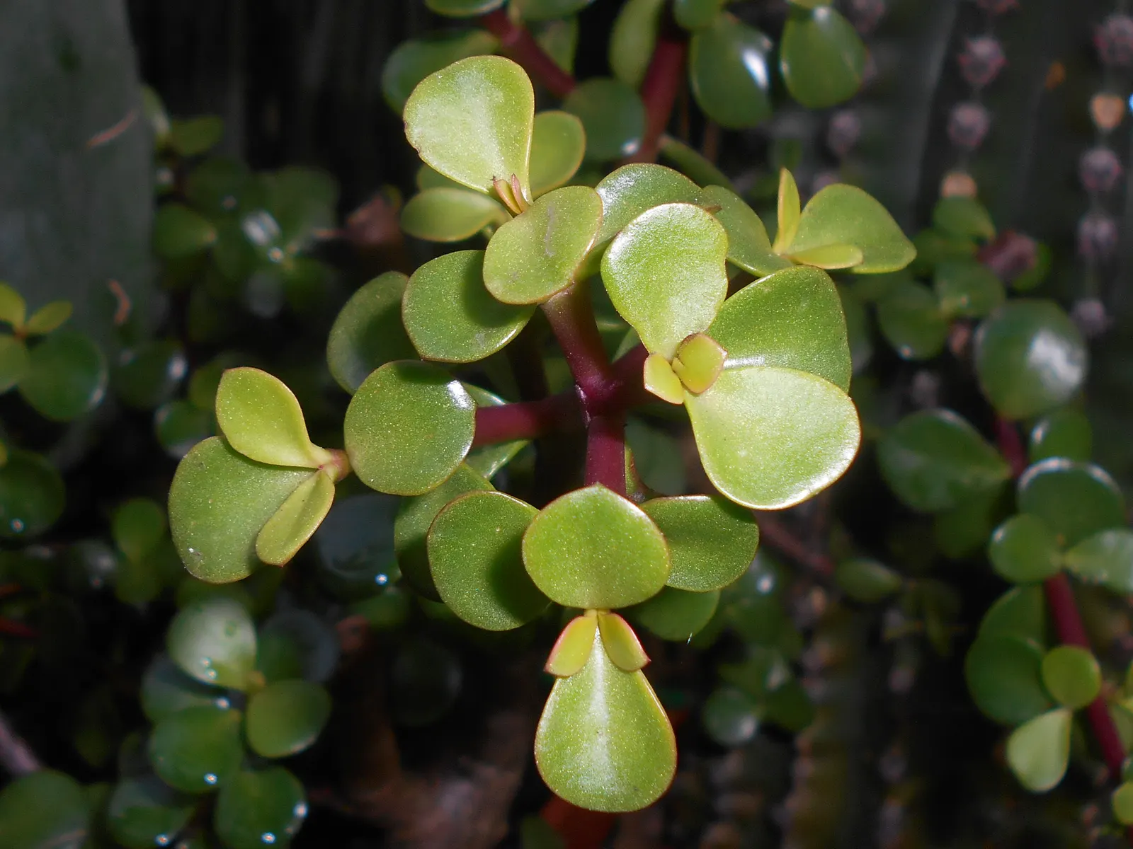 Elephant's Food (Portulacaria Afra) — this succulent's water requirements are minimal, image 88