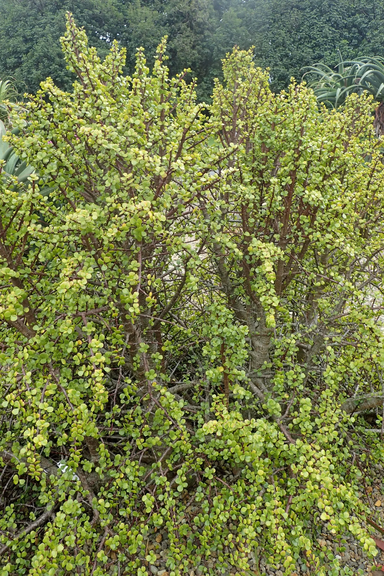 Elephant's Food (Portulacaria Afra) — is a versatile and succulent shrub native to South Africa; pruning can help maintain its shape and encourage denser growth
