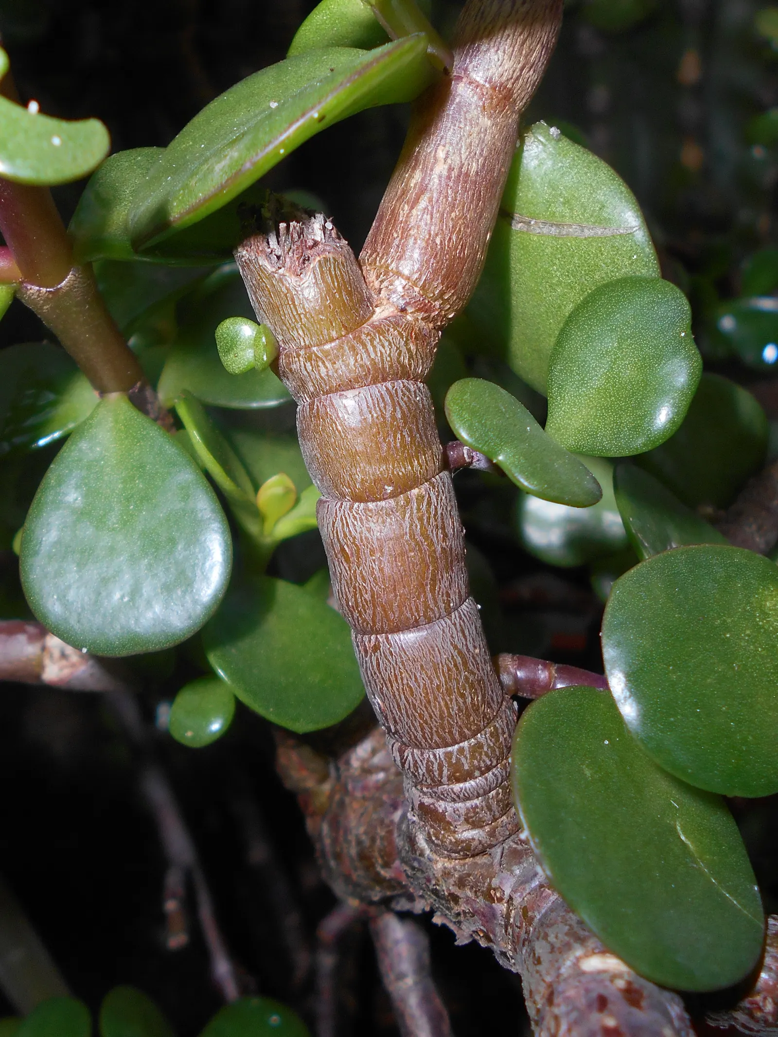 Elephant's Food (Portulacaria Afra) — Additionally, it's an excellent carbon sequester, making it environmentally beneficial; lavender flowers in, image 93