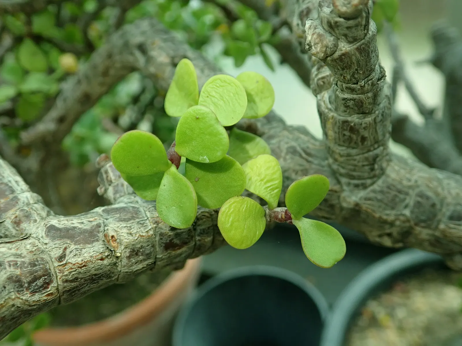 Elephant's Food (Portulacaria Afra) — This evergreen is excellent for adding texture to landscapes and thrives in USDA zones 10-11; succulent for, image 79