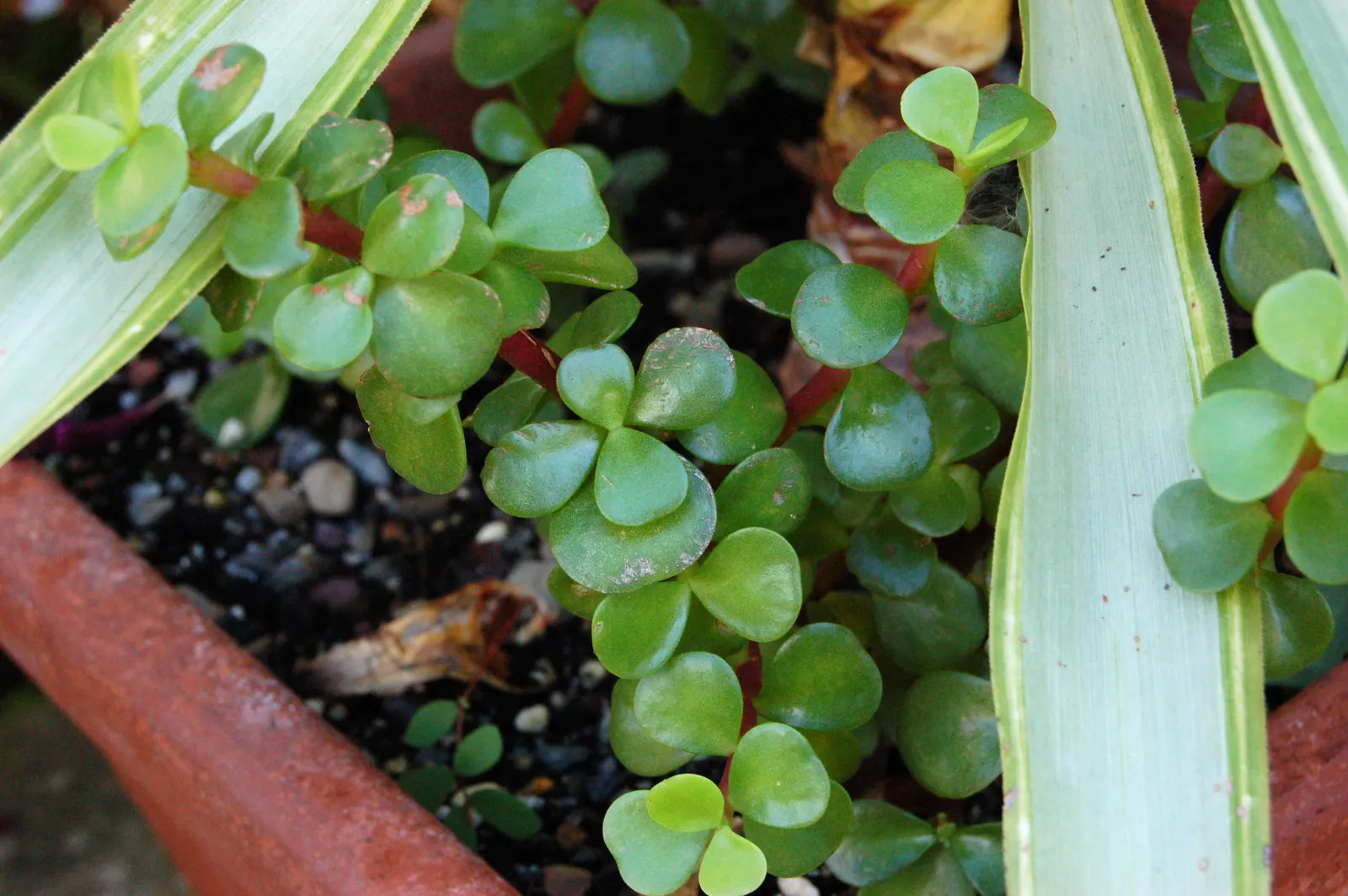 Elephant's Food (Portulacaria Afra) — commonly known as Elephant's Food; this evergreen is excellent for adding texture to landscapes and thrives, image 101