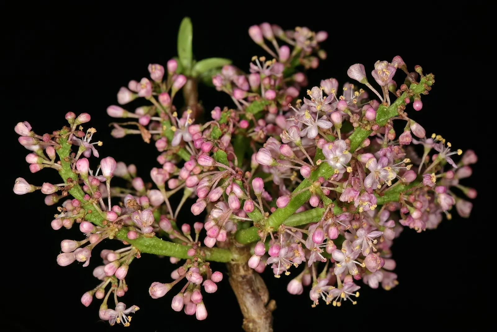 Elephant's Food (Portulacaria Afra) — It can reach up to 8-15 feet in height and spread 4-6 feet; additionally, it's an excellent carbon sequester, image 53