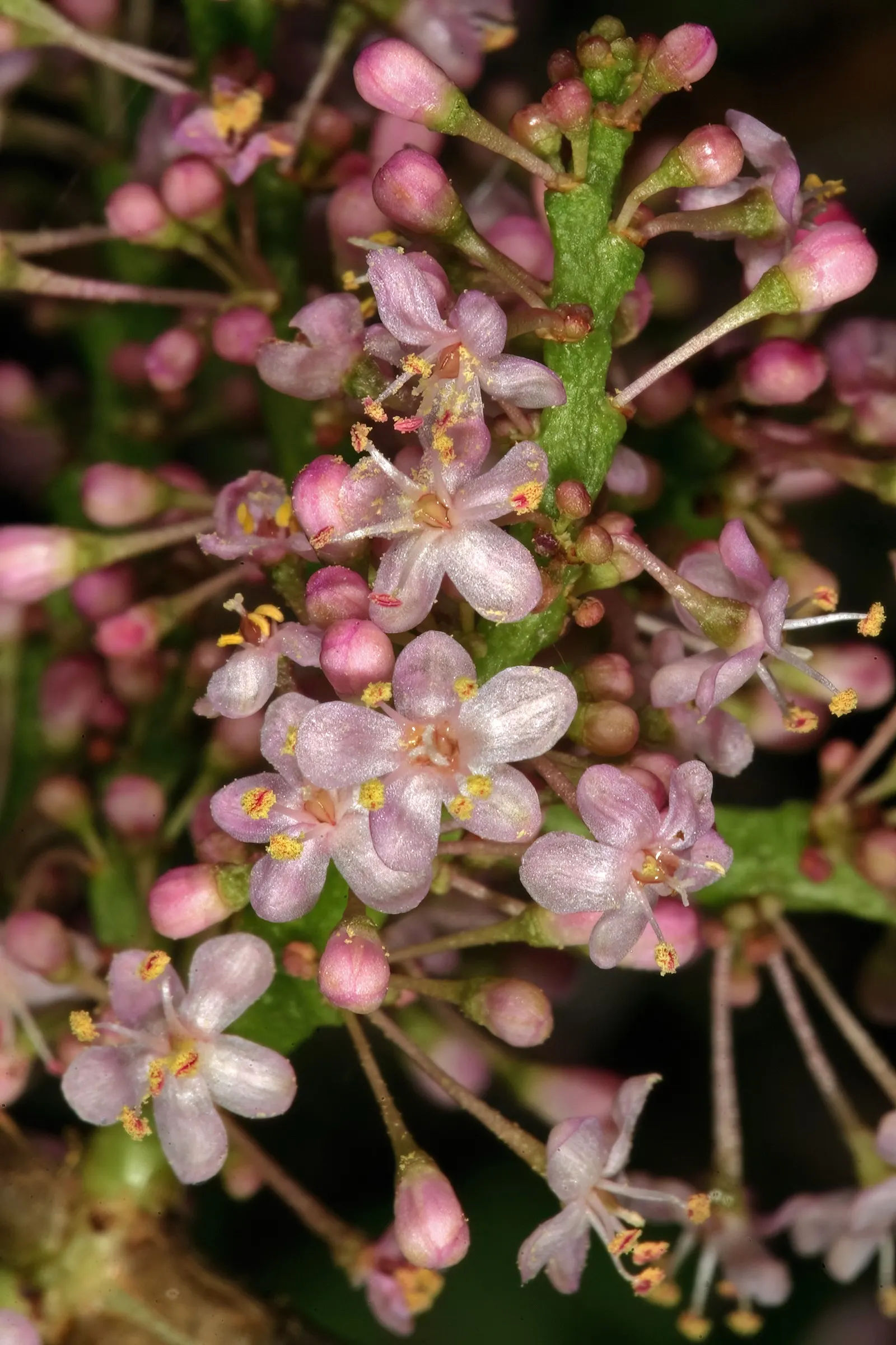 Elephant's Food (Portulacaria Afra) — making it an excellent choice for xeriscaping or areas with water restrictions; allowing for easy relocation, image 89