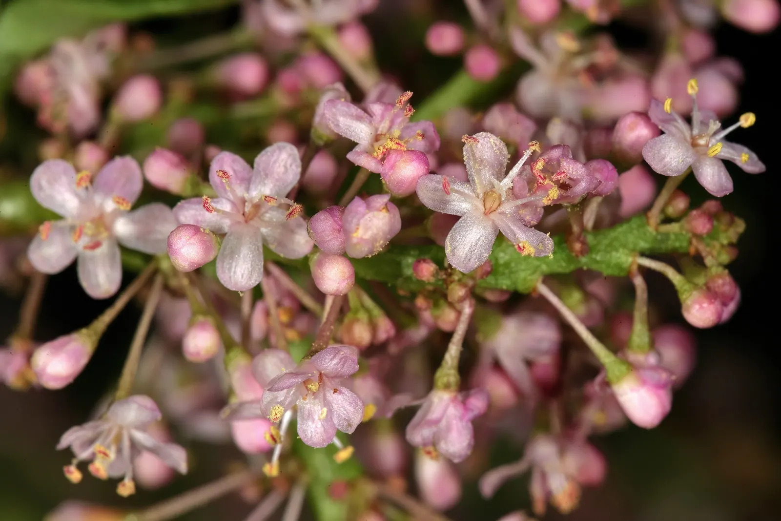 Elephant's Food (Portulacaria Afra) — jade green leaves on reddish-brown stems