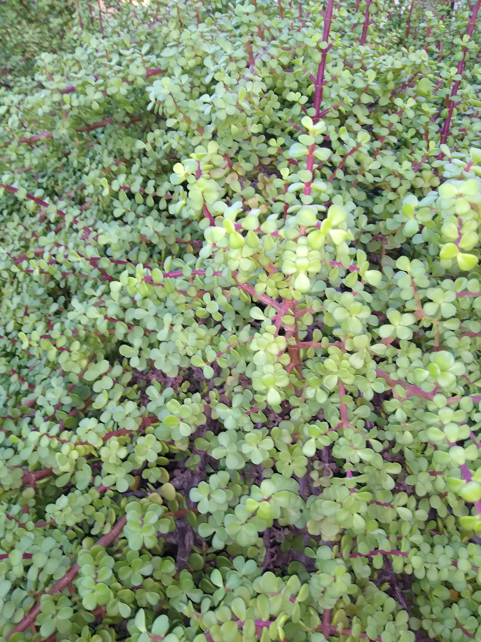 Elephant's Food (Portulacaria Afra) — textured appearance.<br><br>Elephant's Food thrives in USDA hardiness zones 9 to 11 and prefers bright, image 60