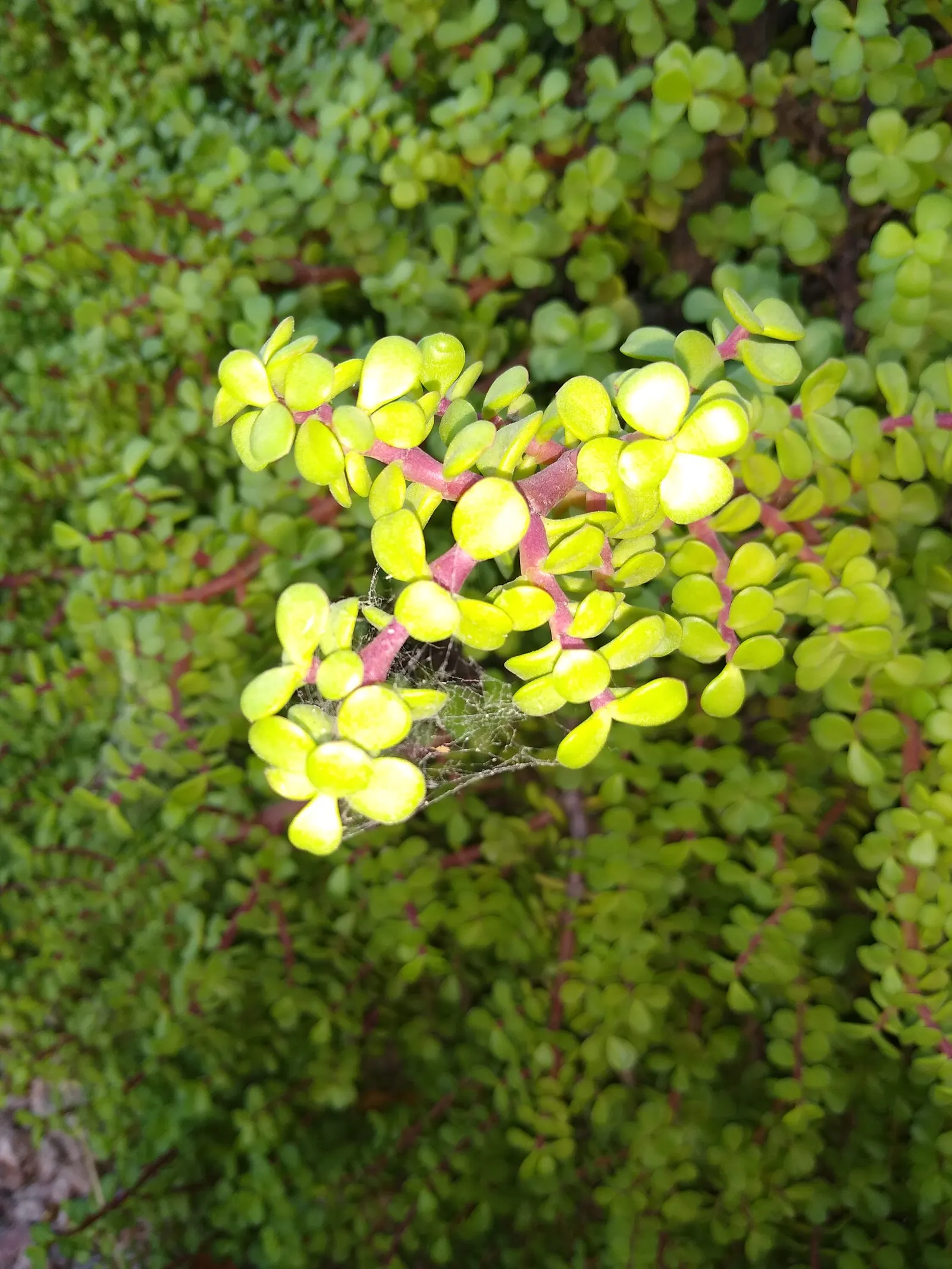 Elephant's Food (Portulacaria Afra) — jade green leaves on reddish-brown stems; indirect sunlight but can tolerate partial shade, image 52