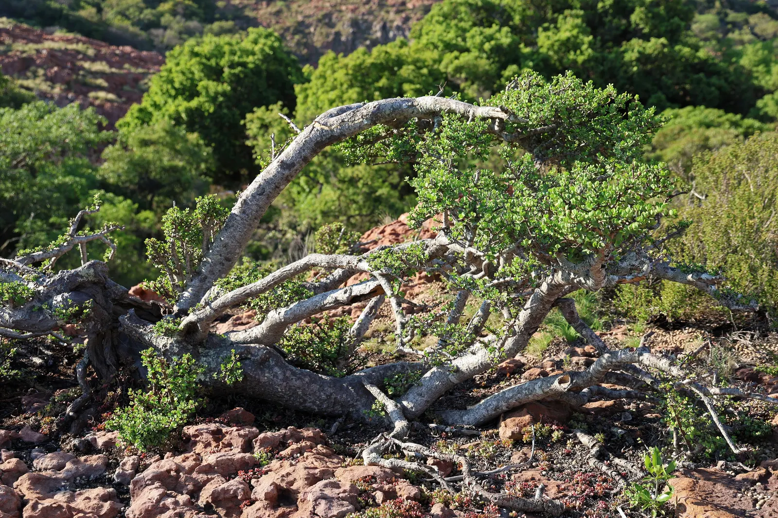 Elephant's Food (Portulacaria Afra) — allowing for easy relocation or adjustment within the landscape; the plant is adaptable to a variety of soil, image 70