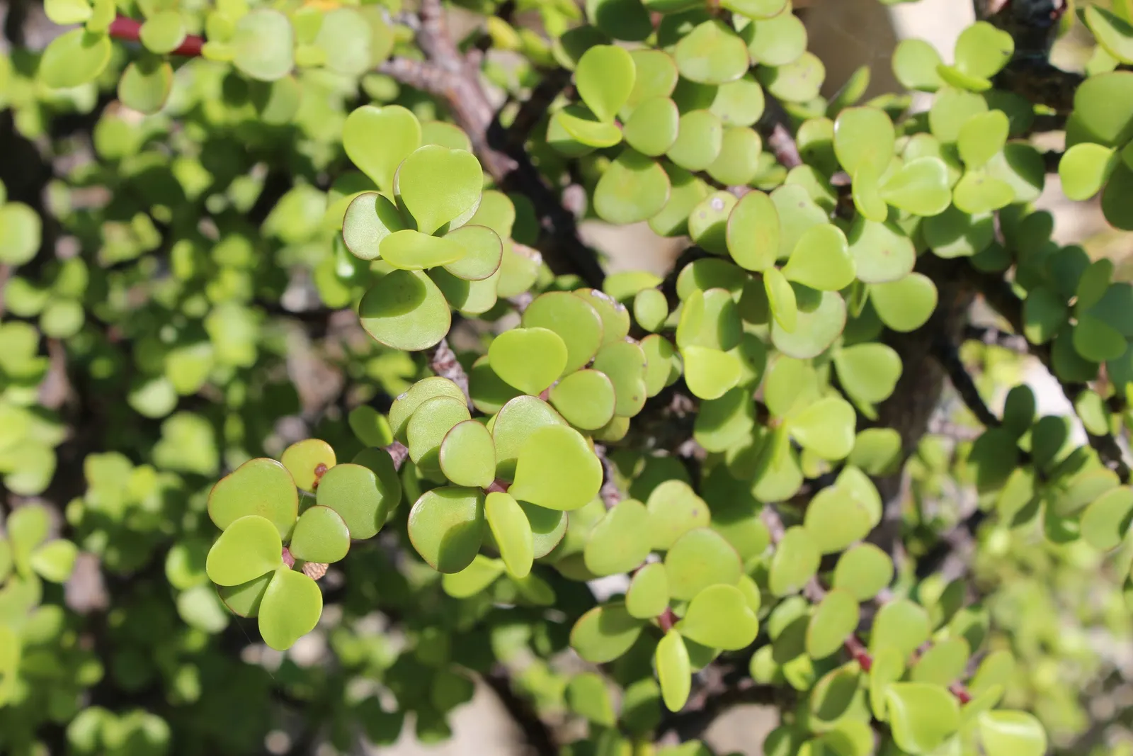 Elephant's Food (Portulacaria Afra) — allowing for easy relocation or adjustment within the landscape; the plant is adaptable to a variety of soil types