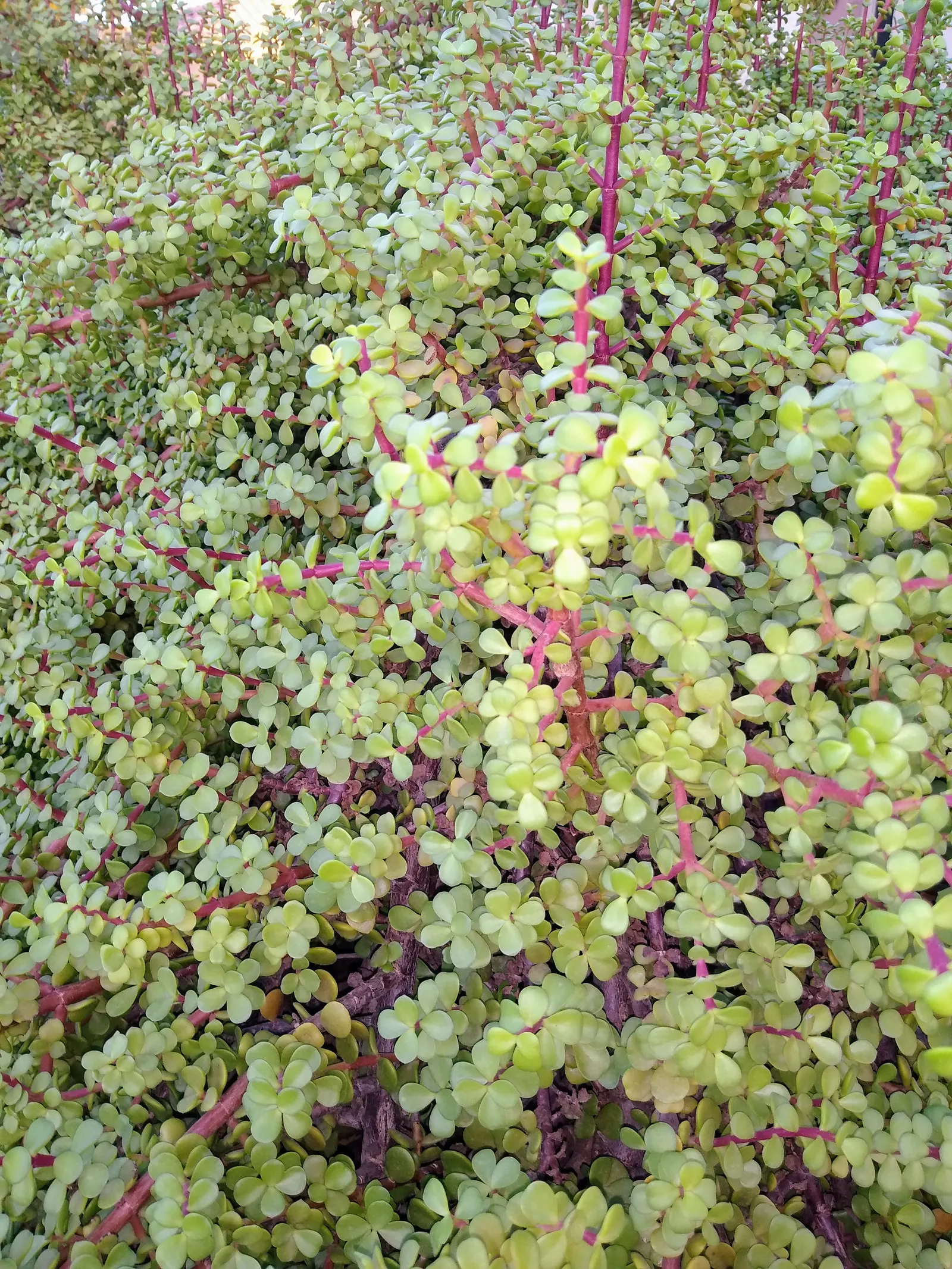 Elephant's Food (Portulacaria Afra) — textured appearance.<br><br>Elephant's Food thrives in USDA hardiness zones 9 to 11 and prefers bright