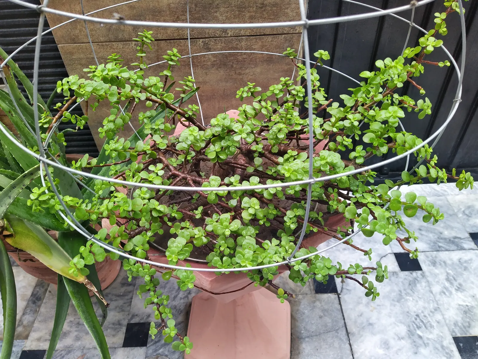 Elephant's Food (Portulacaria Afra) — This evergreen is excellent for adding texture to landscapes and thrives in USDA zones 10-11; succulent for full or half