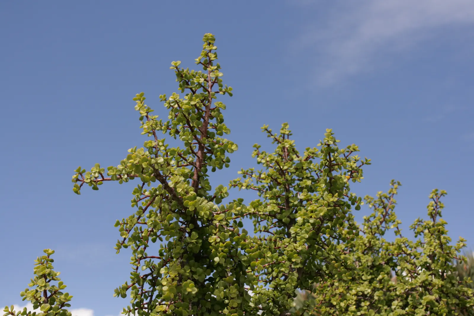 Elephant's Food (Portulacaria Afra) — making it an excellent choice for xeriscaping or areas with water restrictions