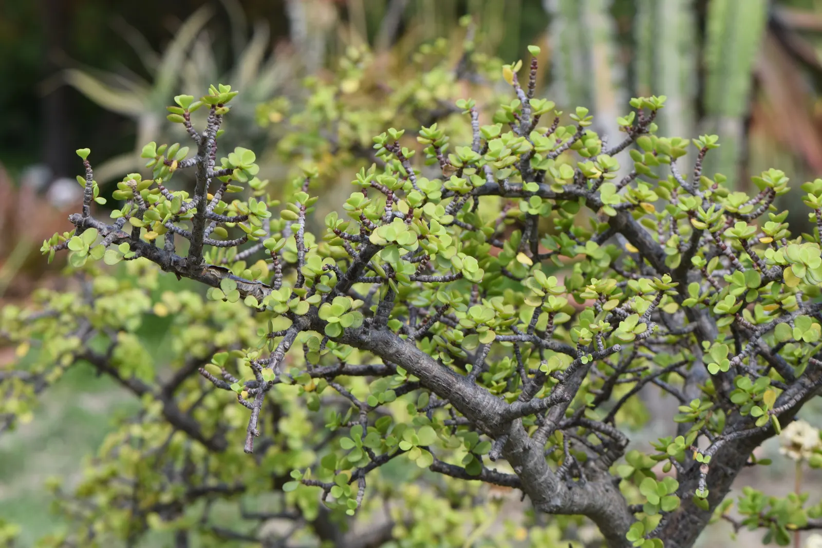 Elephant's Food (Portulacaria Afra) — textured appearance.<br><br>Elephant's Food thrives in USDA hardiness zones 9 to 11 and prefers bright, image 85