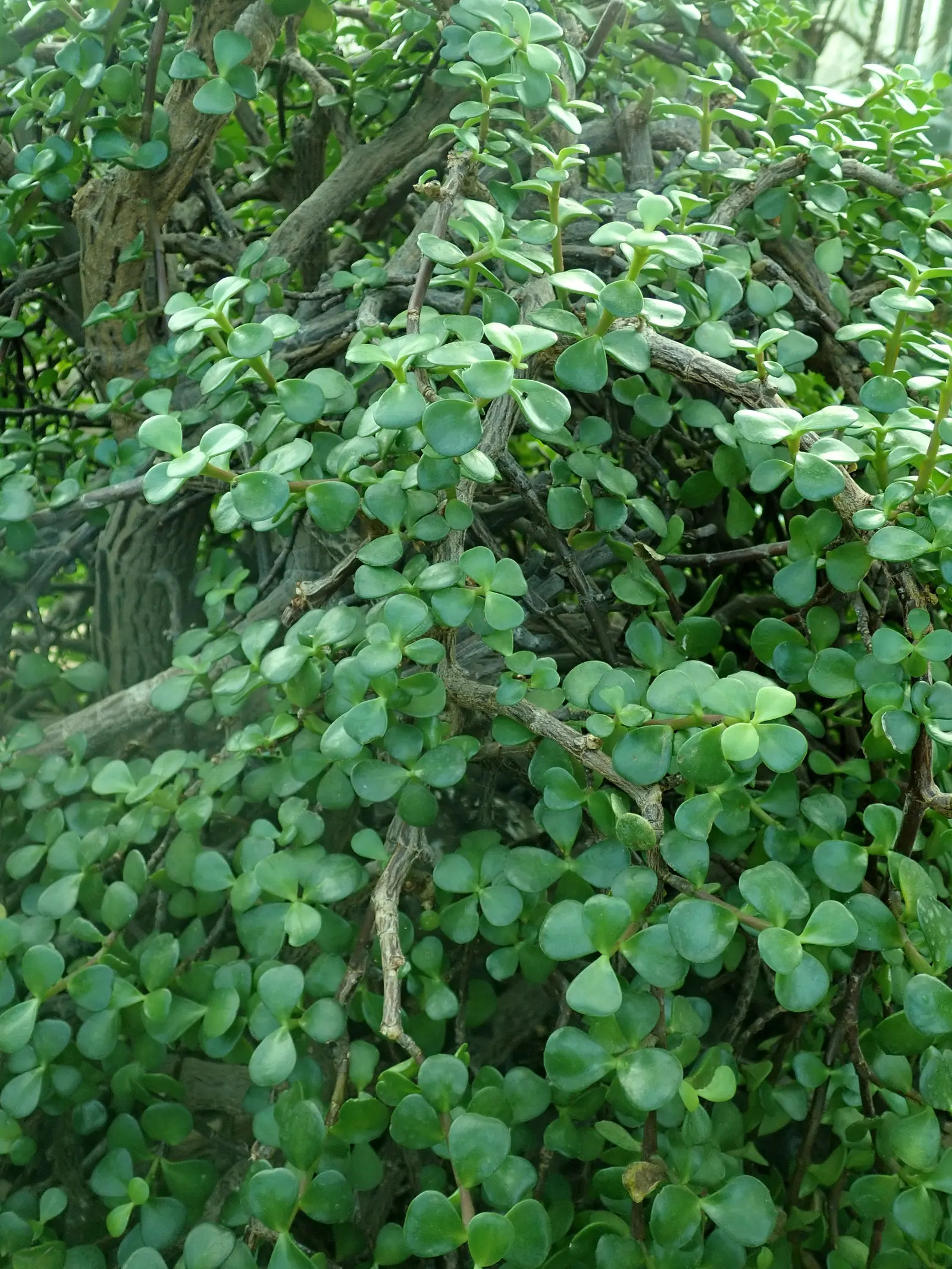 Elephant's Food (Portulacaria Afra) — though it often stays smaller when cultivated in containers; it can reach up to 8-15 feet in height and spread 4-6 feet