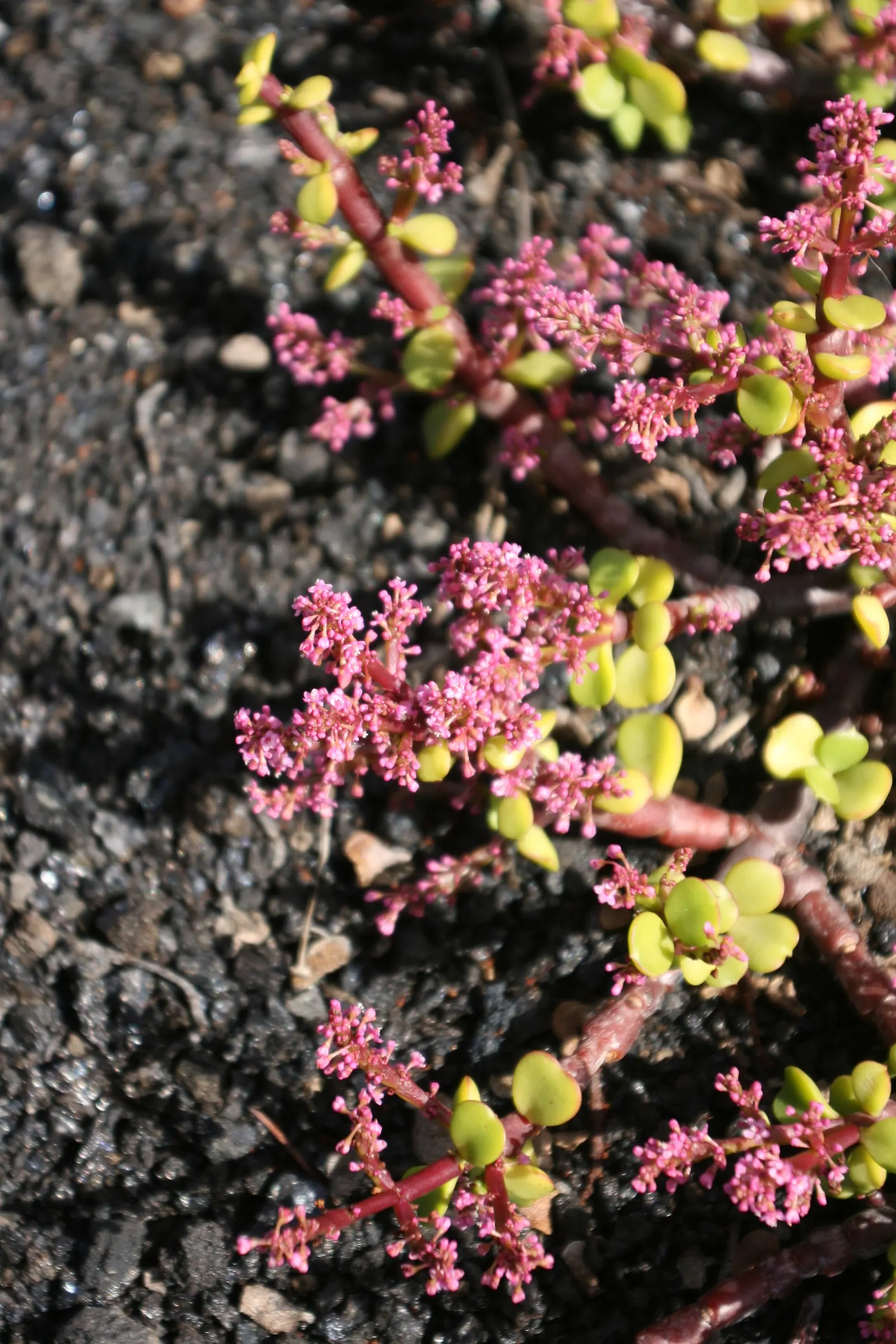 Elephant's Food (Portulacaria Afra) — It can reach up to 8-15 feet in height and spread 4-6 feet; additionally, it's an excellent carbon sequester, image 78