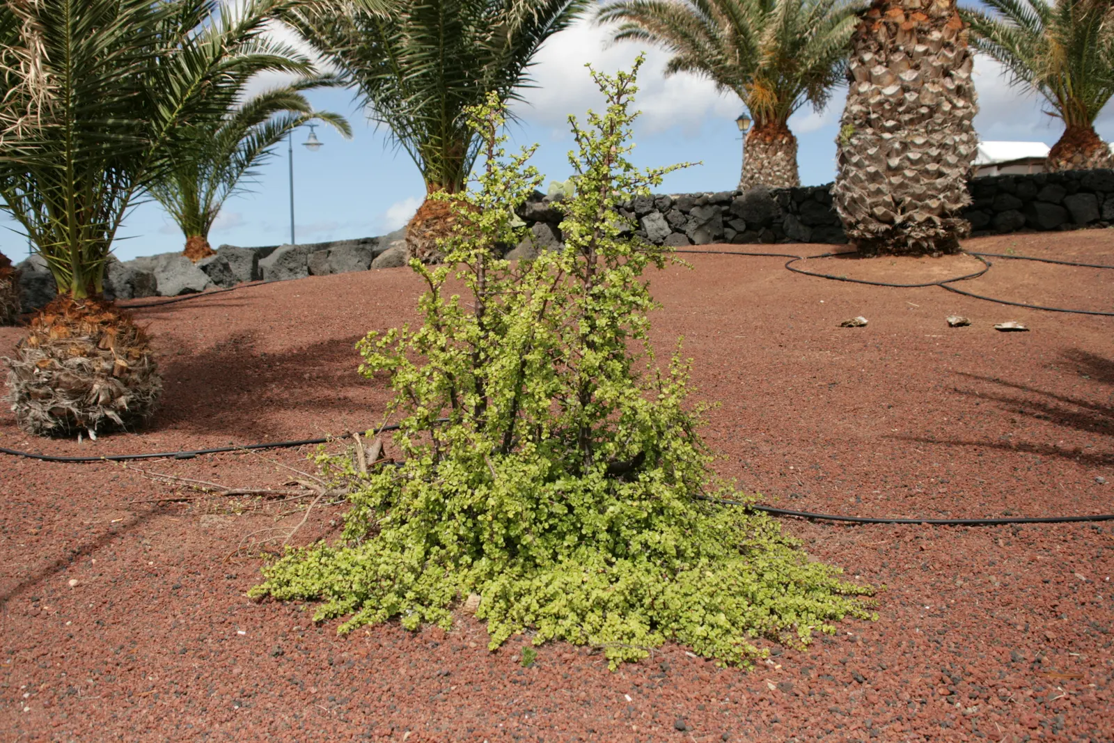 Elephant's Food (Portulacaria Afra) — Portulacaria afra can serve as an attractive groundcover or an eye-catching specimen in rock gardens; so it's critical to