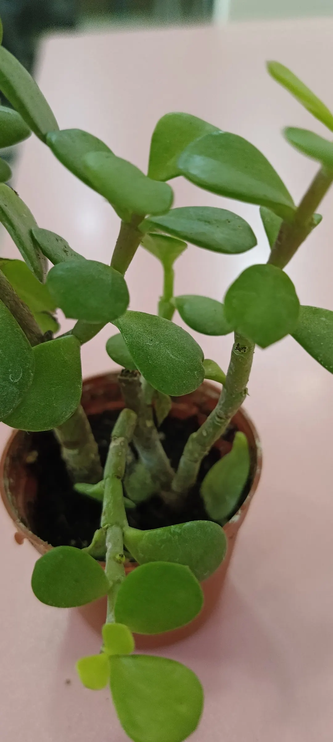 Elephant's Food (Portulacaria Afra) — The plant is adaptable to a variety of soil types, provided they are well-draining; commonly known as Elephant's Food or