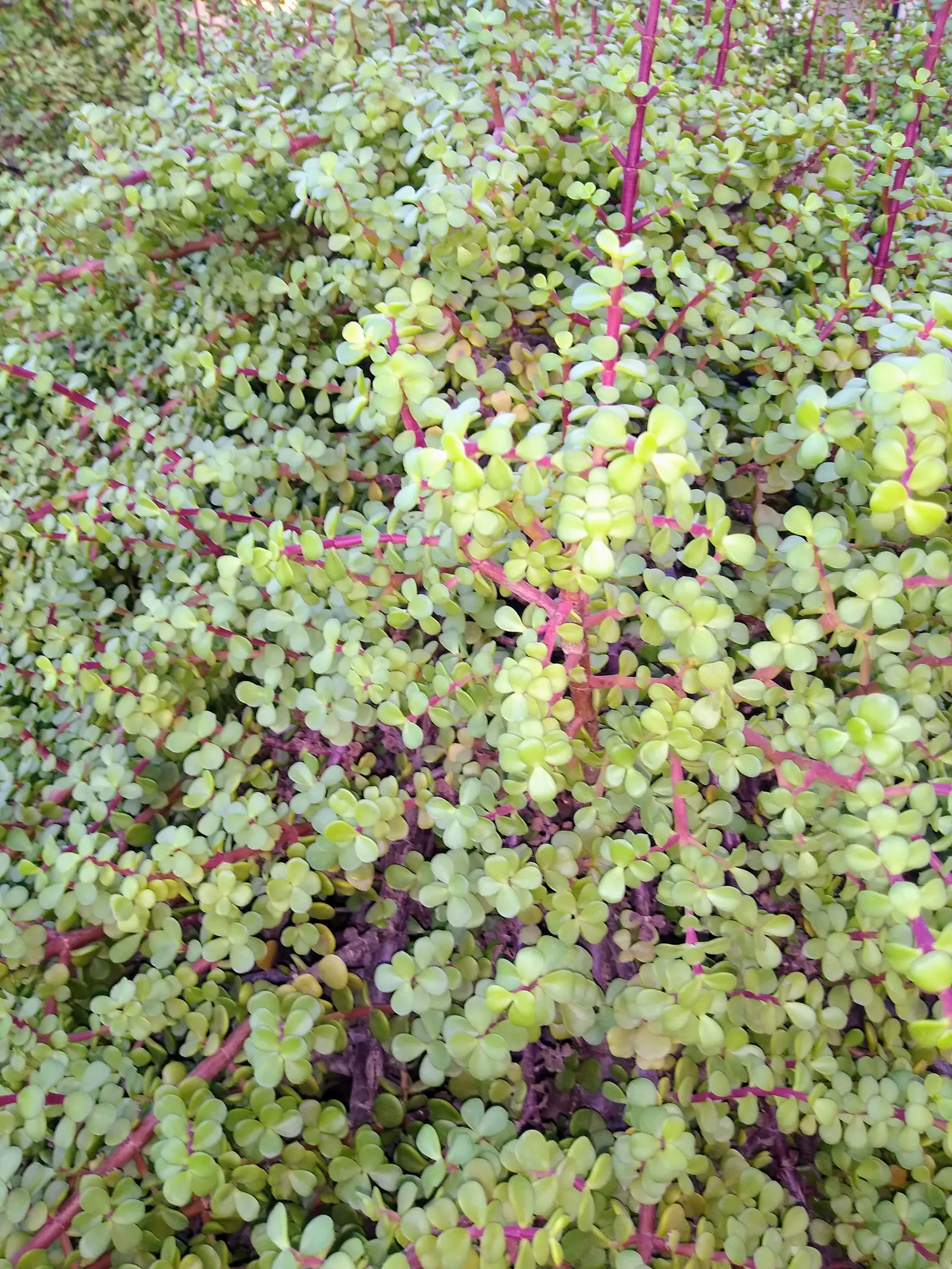 Elephant's Food (Portulacaria Afra) — commonly known as Elephant's Food or Spekboom