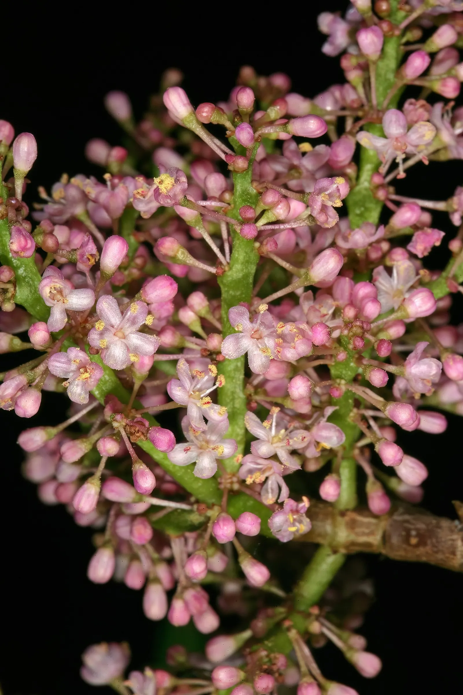 Elephant's Food (Portulacaria Afra) — though it often stays smaller when cultivated in containers