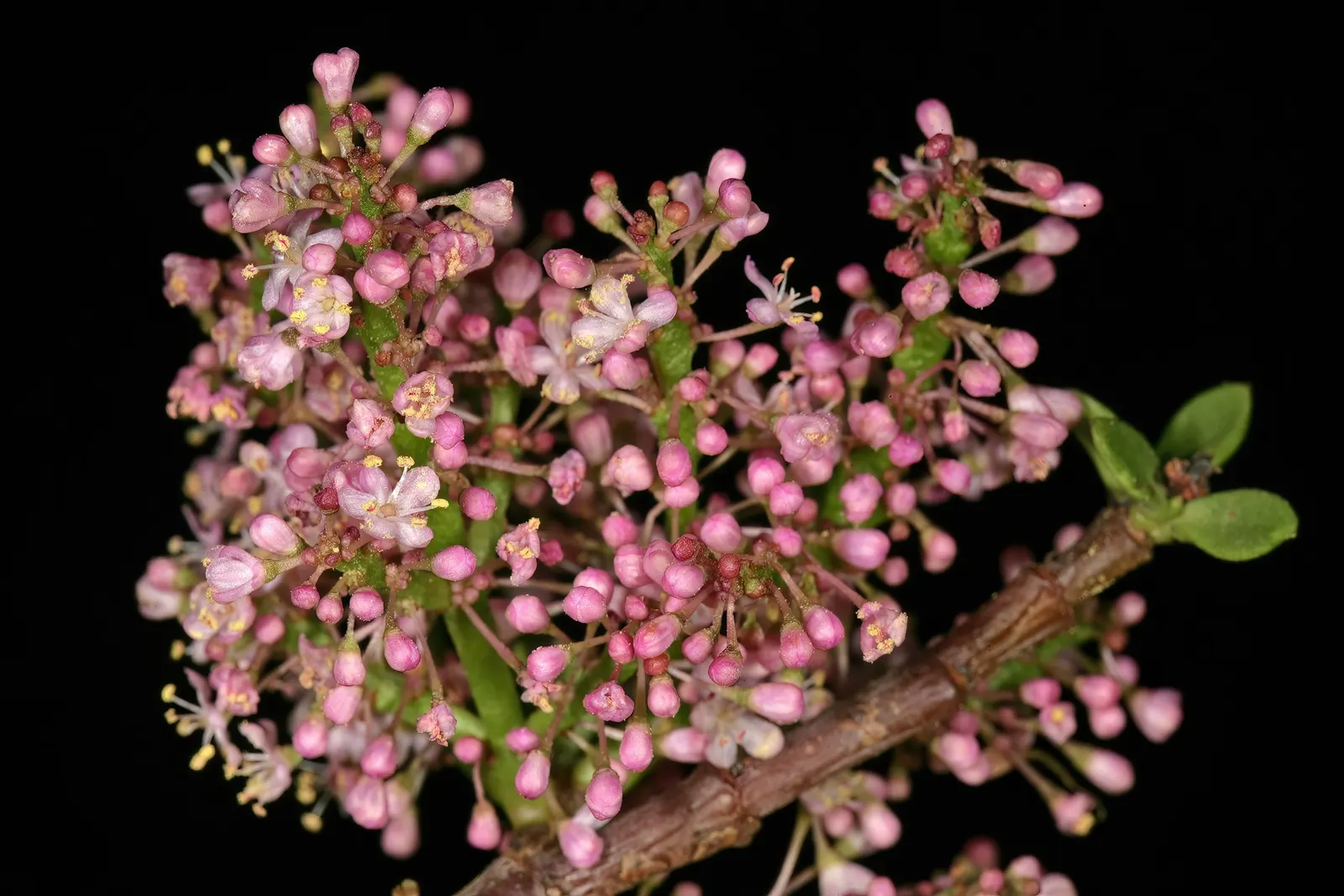 Elephant's Food (Portulacaria Afra) — Additionally, it's an excellent carbon sequester, making it environmentally beneficial