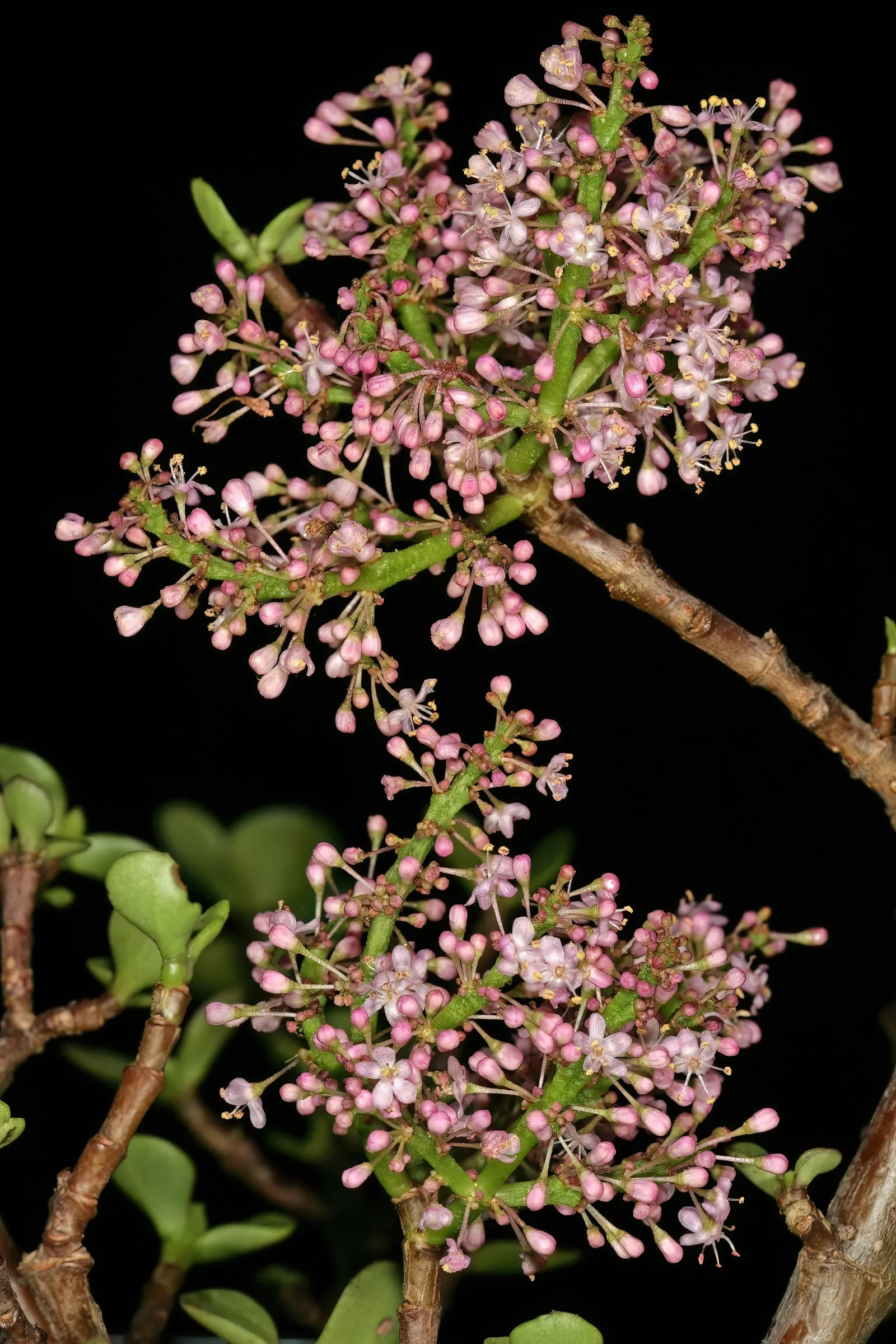 Elephant's Food (Portulacaria Afra) — though it often stays smaller when cultivated in containers; it can reach up to 8-15 feet in height and, image 58
