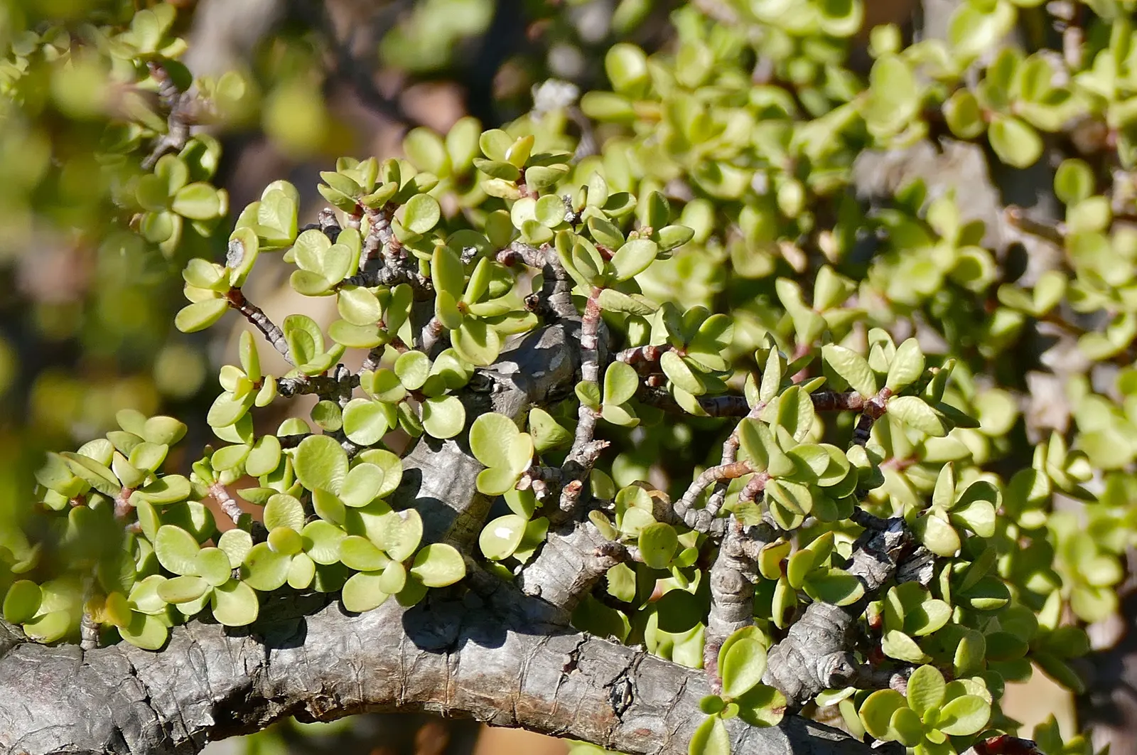 Elephant's Food (Portulacaria Afra) — jade green leaves on reddish-brown stems; indirect sunlight but can tolerate partial shade, image 77