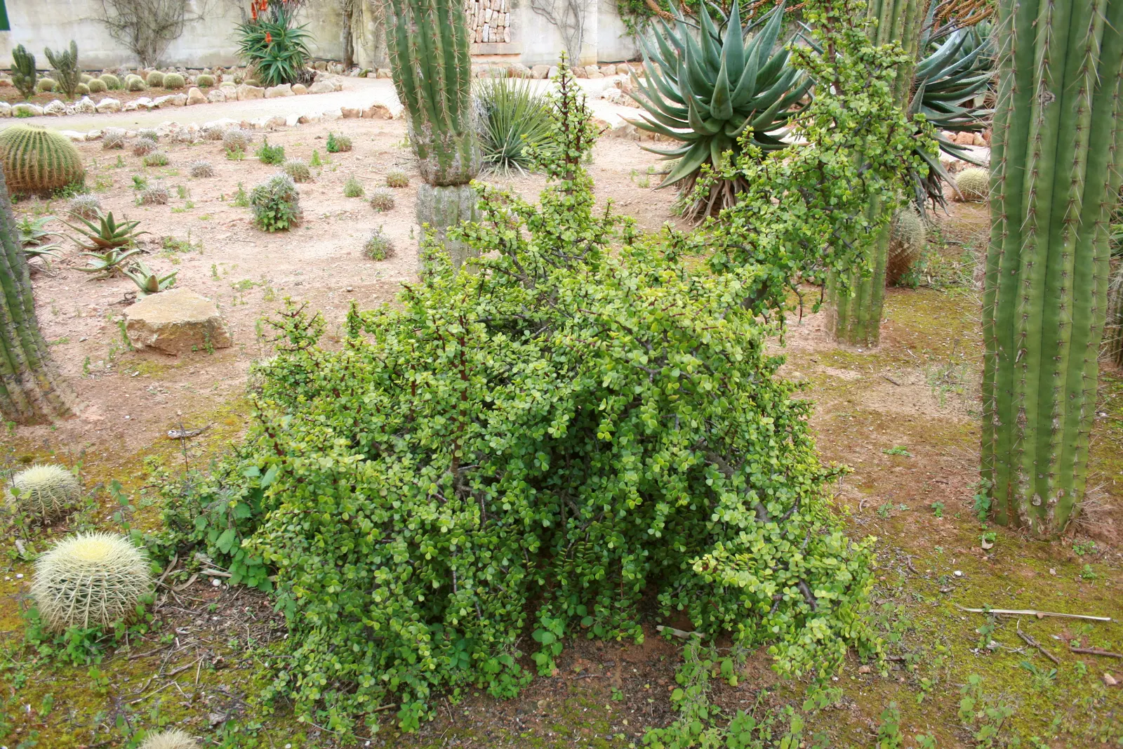 Elephant's Food (Portulacaria Afra) — commonly known as Elephant's Food; this evergreen is excellent for adding texture to landscapes and thrives in USDA zones
