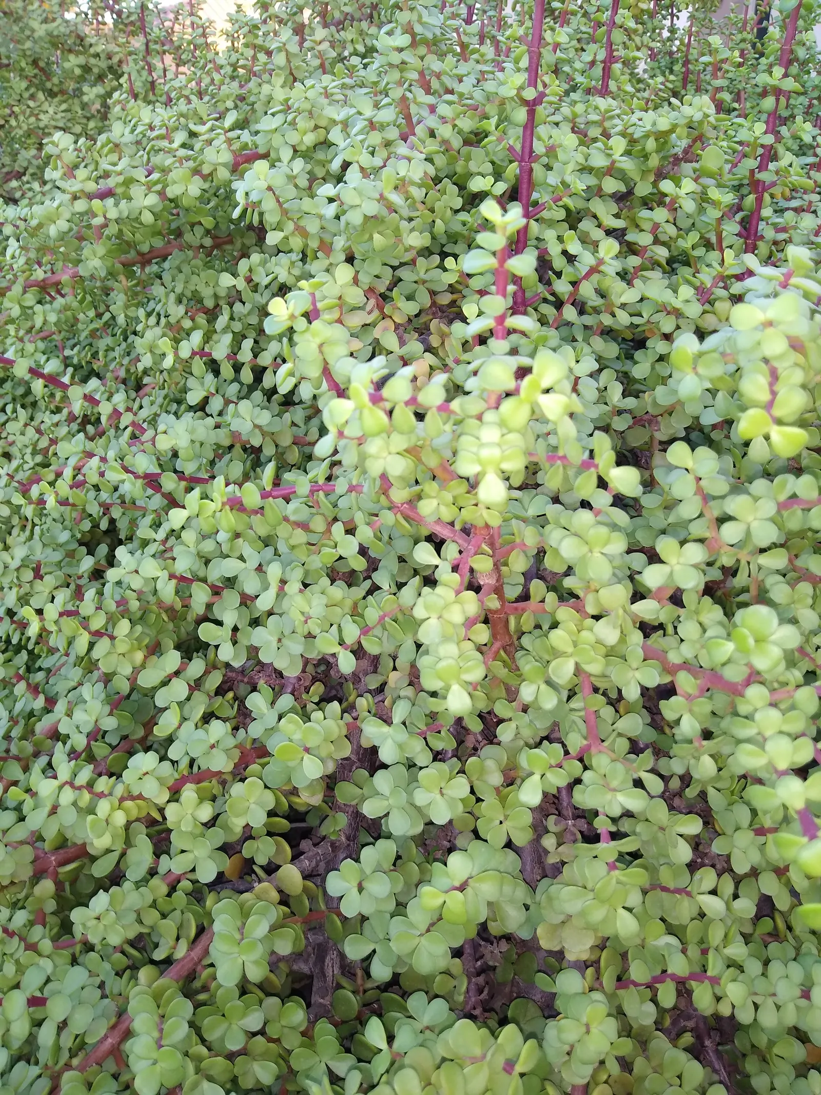 Elephant's Food (Portulacaria Afra) — succulent for full or half or shade; green touch to any garden space, image 100
