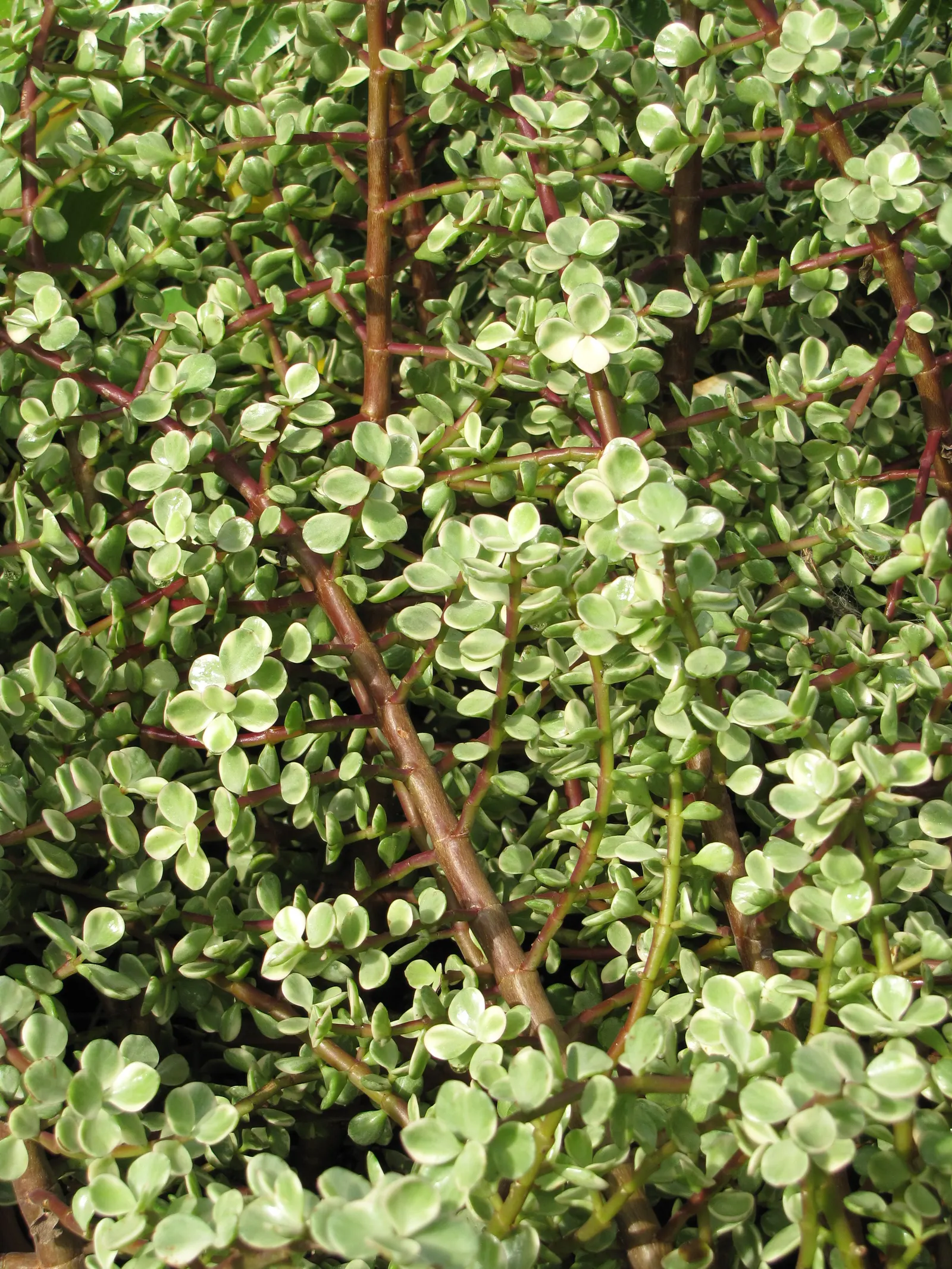 Elephant's Food (Portulacaria Afra) — Prune for shape and control; it serves well in rock gardens or as a low-maintenance container plant