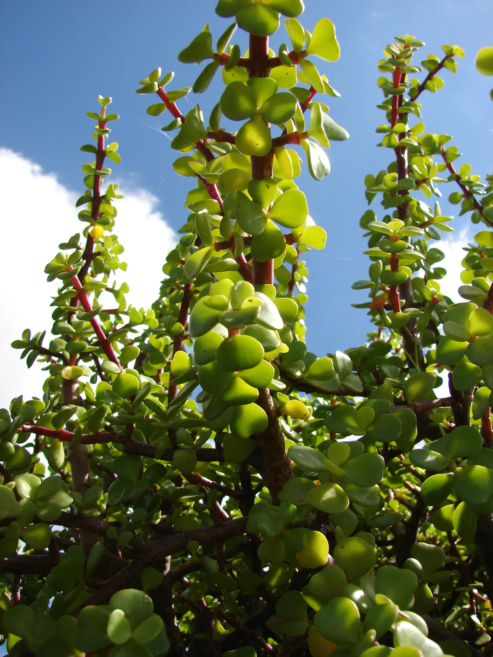 Elephant's Food (Portulacaria Afra) — succulent for full or half or shade; green touch to any garden space