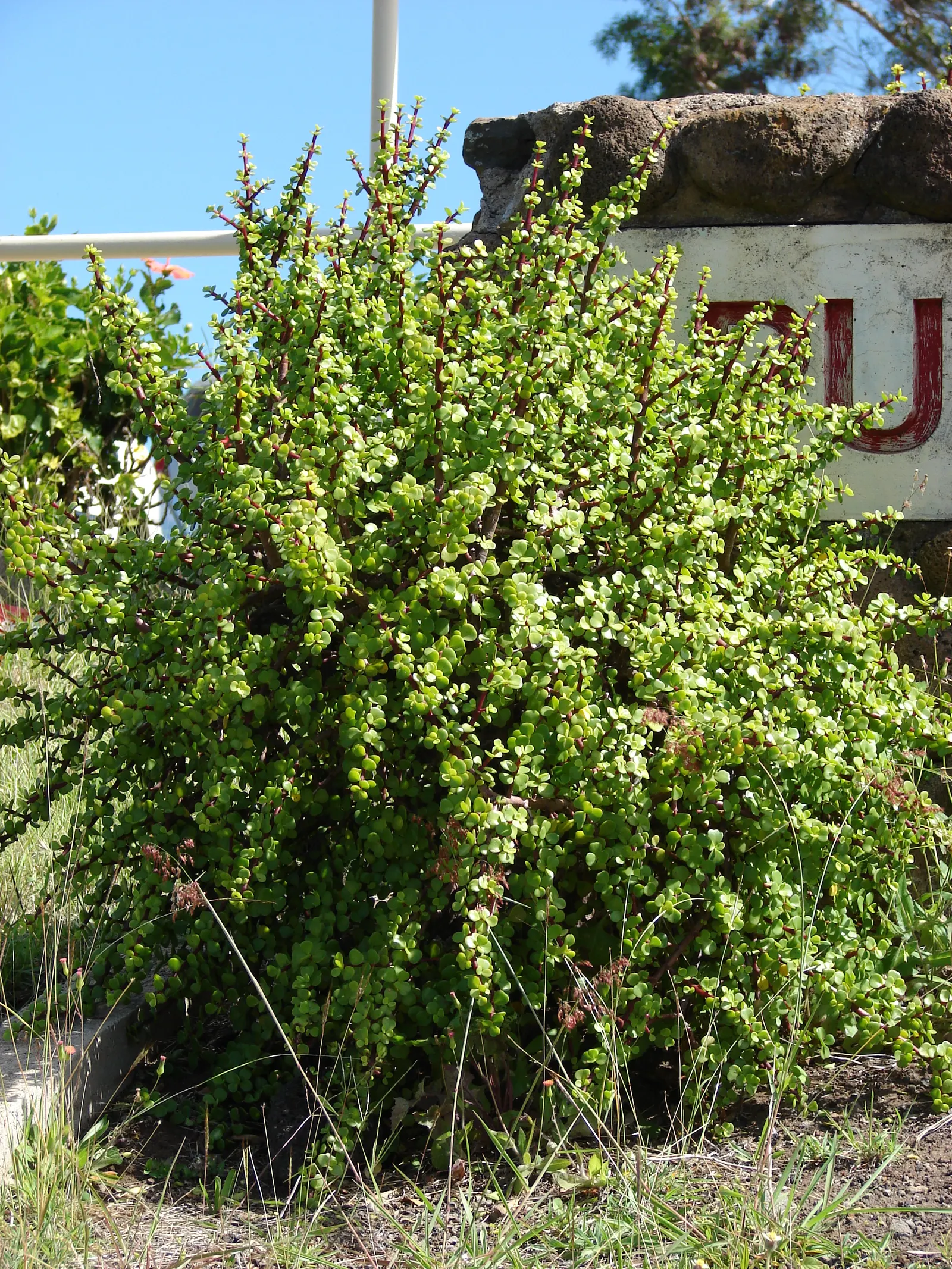 Elephant's Food (Portulacaria Afra) — textured appearance.<br><br>Elephant's Food thrives in USDA hardiness zones 9 to 11 and prefers bright; portulacaria afra