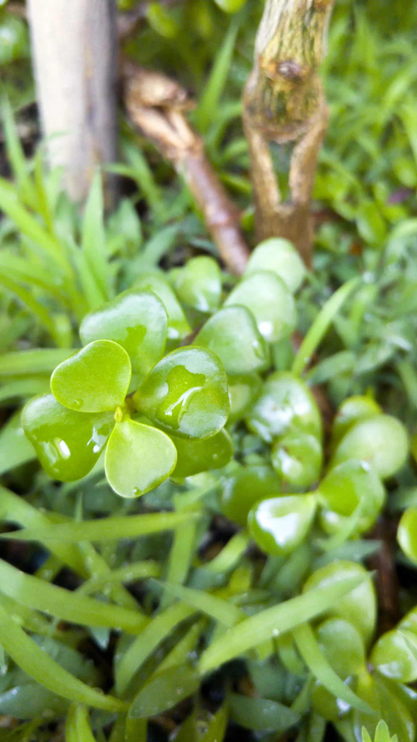 Elephant's Food (Portulacaria Afra) — making it an excellent choice for xeriscaping or areas with water restrictions; allowing for easy relocation, image 64
