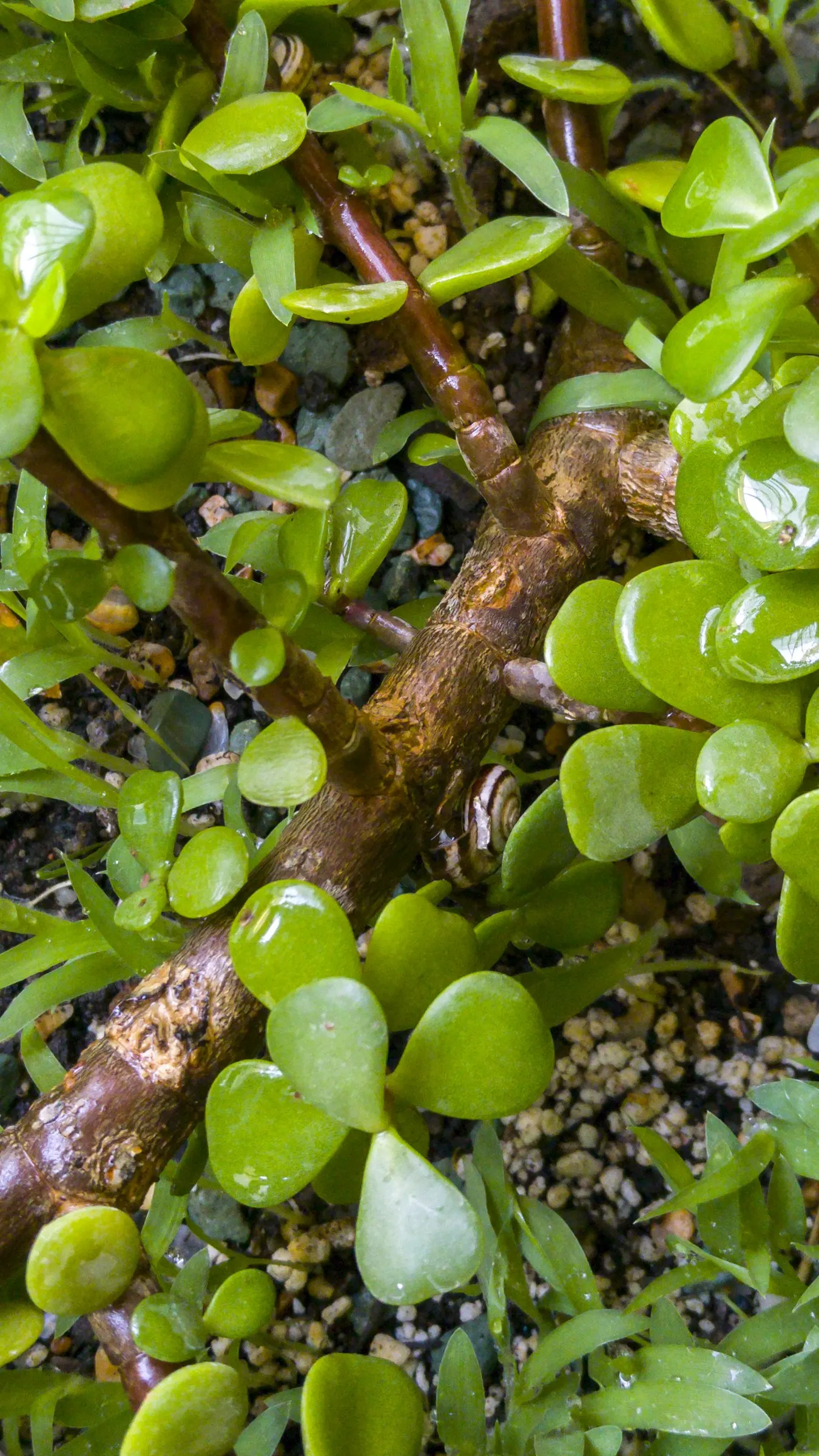 Elephant's Food (Portulacaria Afra) — Pruning can help maintain its shape and encourage denser growth; its manageable size and ease of maintenance, image 71